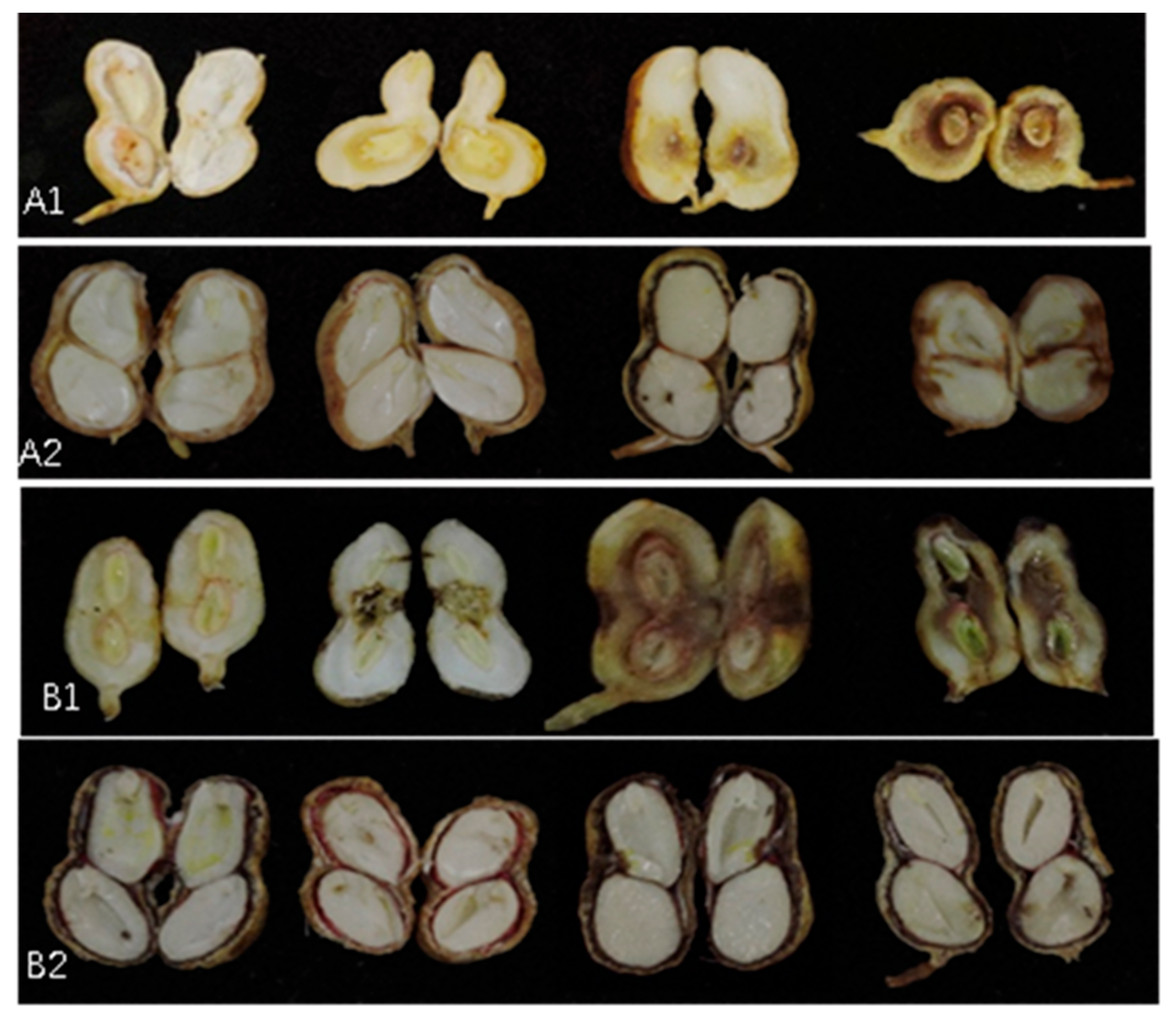 Toxins 16 00548 g006
