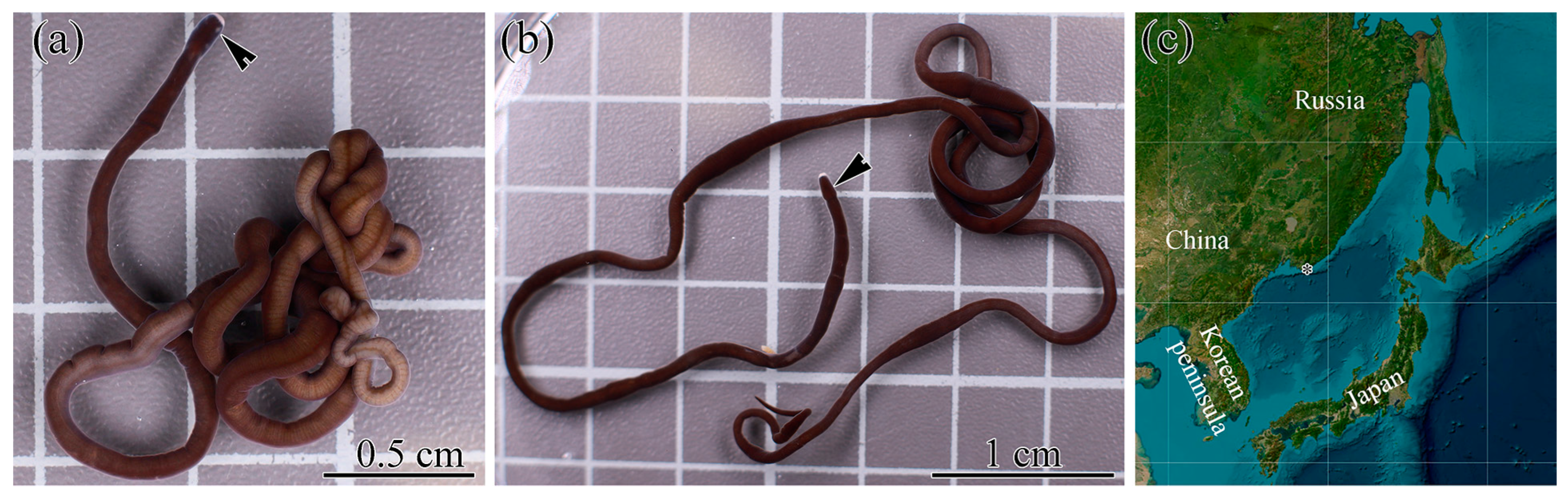 Toxins 17 00005 g005