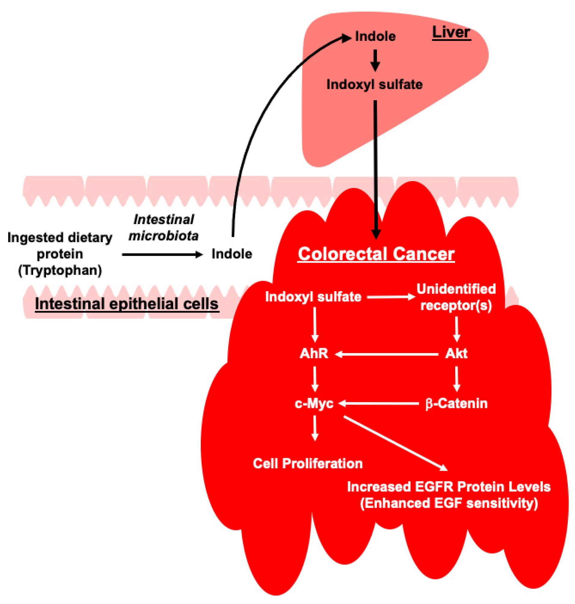 Toxins 17 00017 g007
