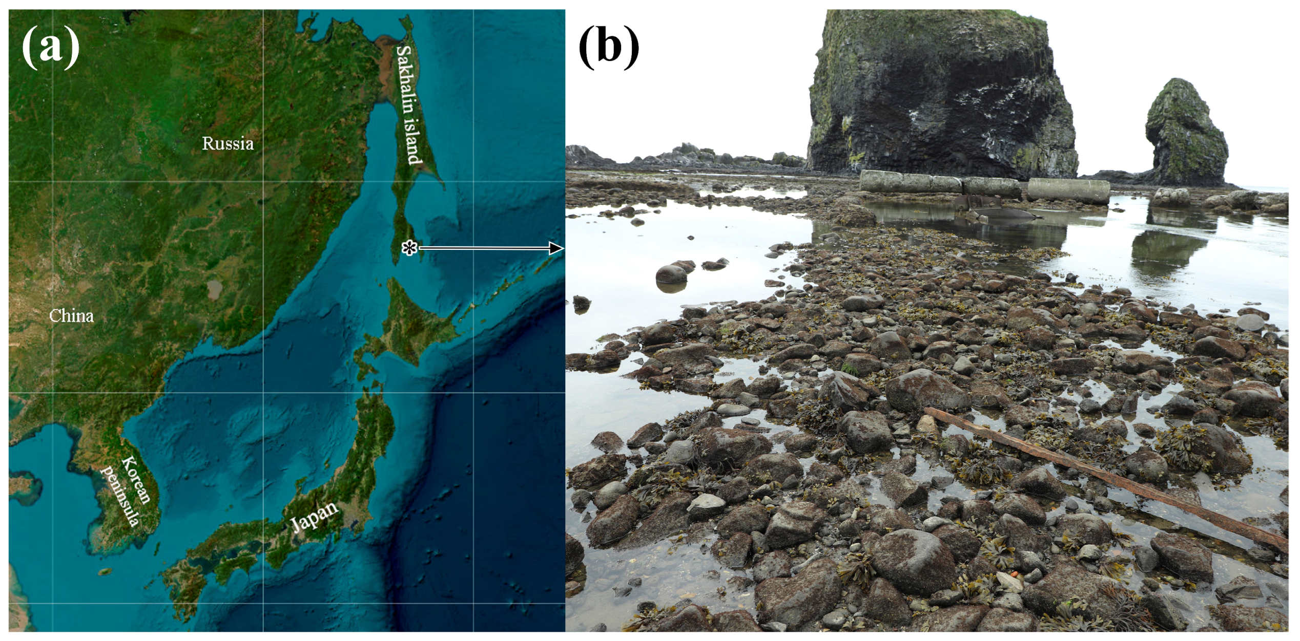 Toxins 17 00025 g004
