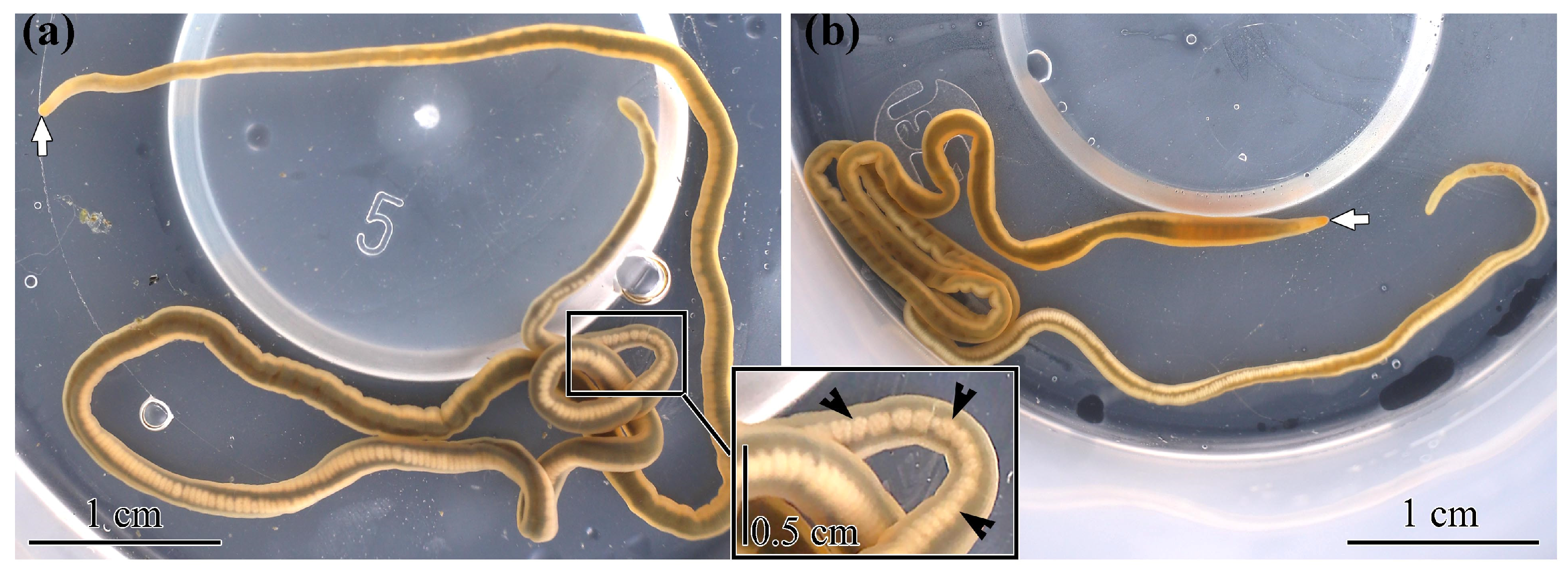 Toxins 17 00025 g005