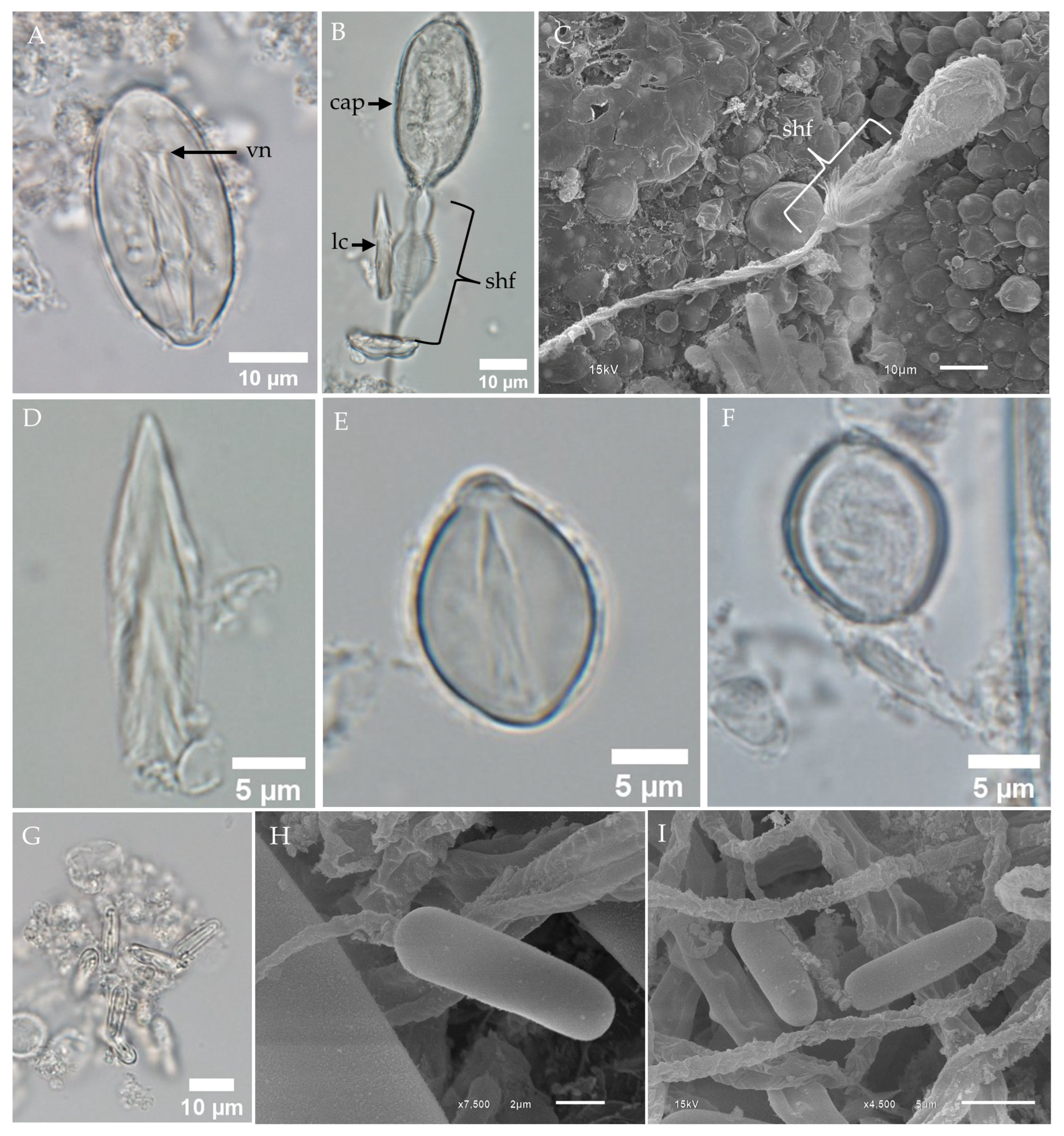 Toxins 17 00044 g006
