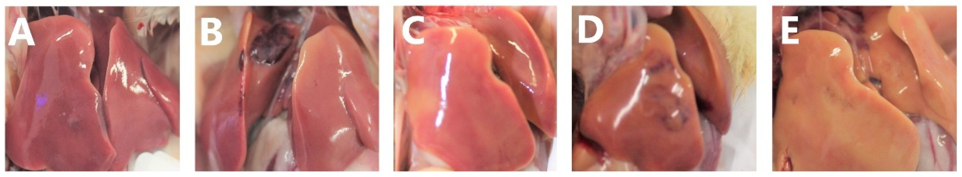 Toxins 17 00051 g004