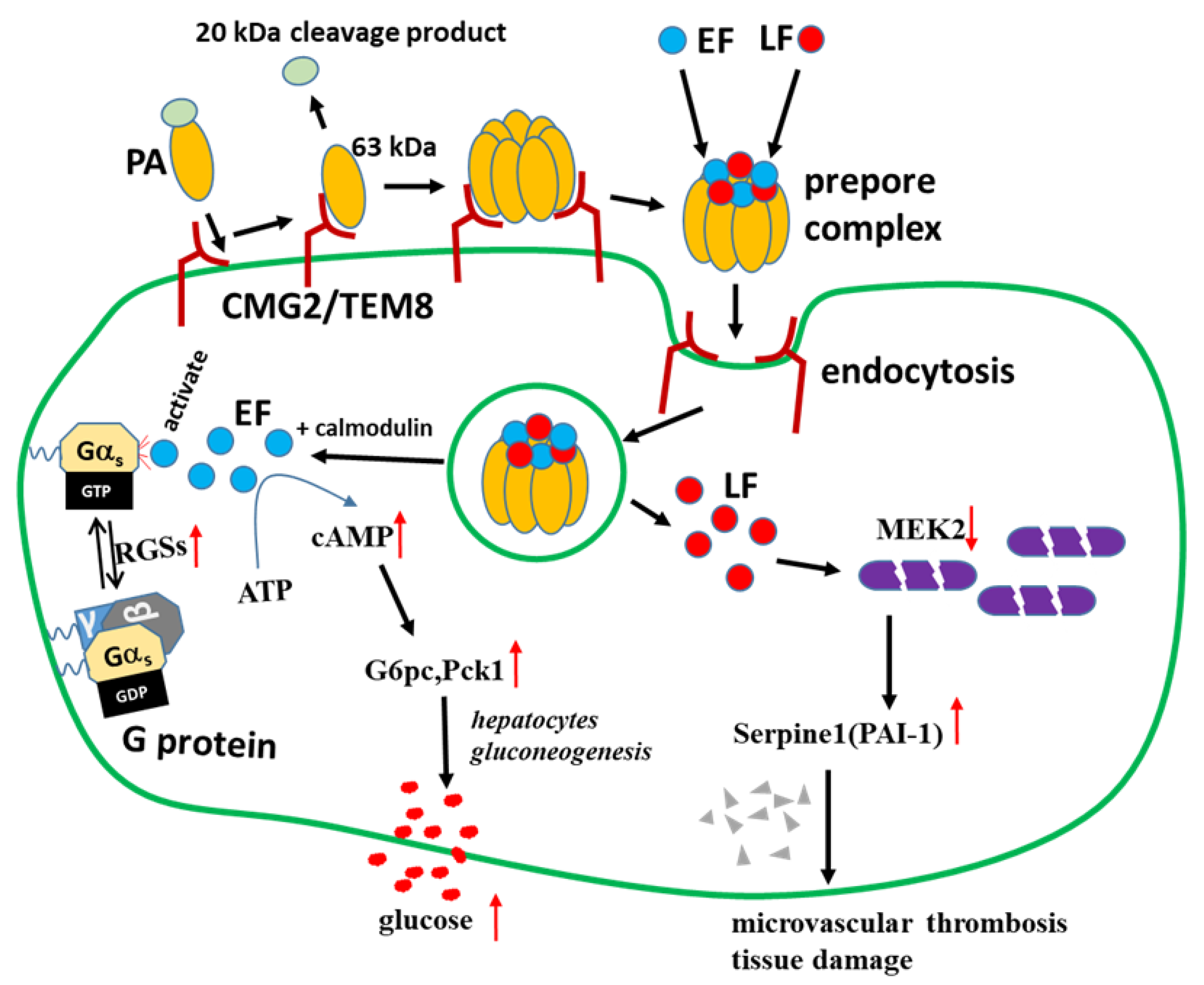 Toxins 17 00054 g006