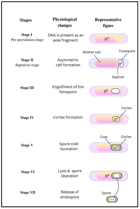 Anthrax: Transmission, Pathogenesis, Prevention and Treatment