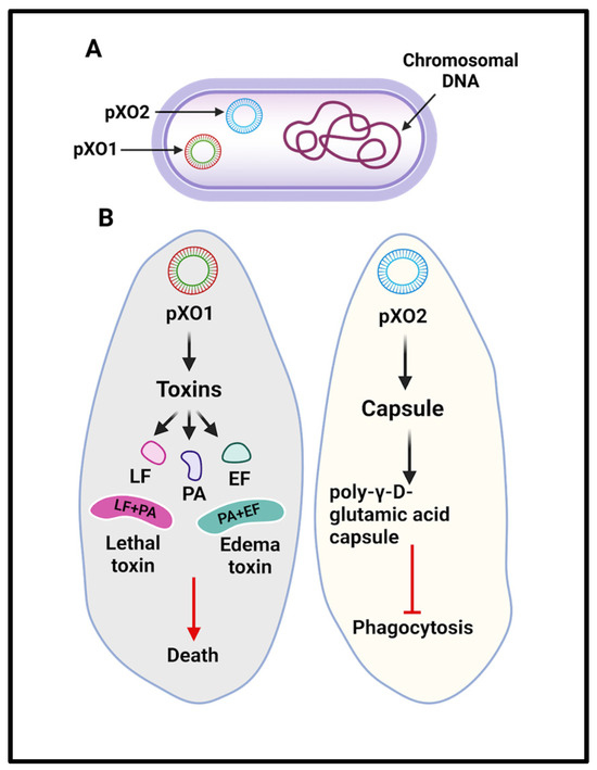 Anthrax: Transmission, Pathogenesis, Prevention and Treatment