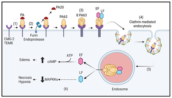 Anthrax: Transmission, Pathogenesis, Prevention and Treatment