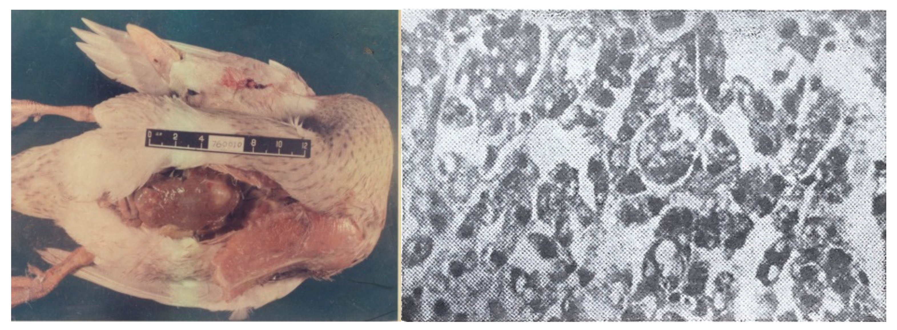 Toxins 17 00079 g003