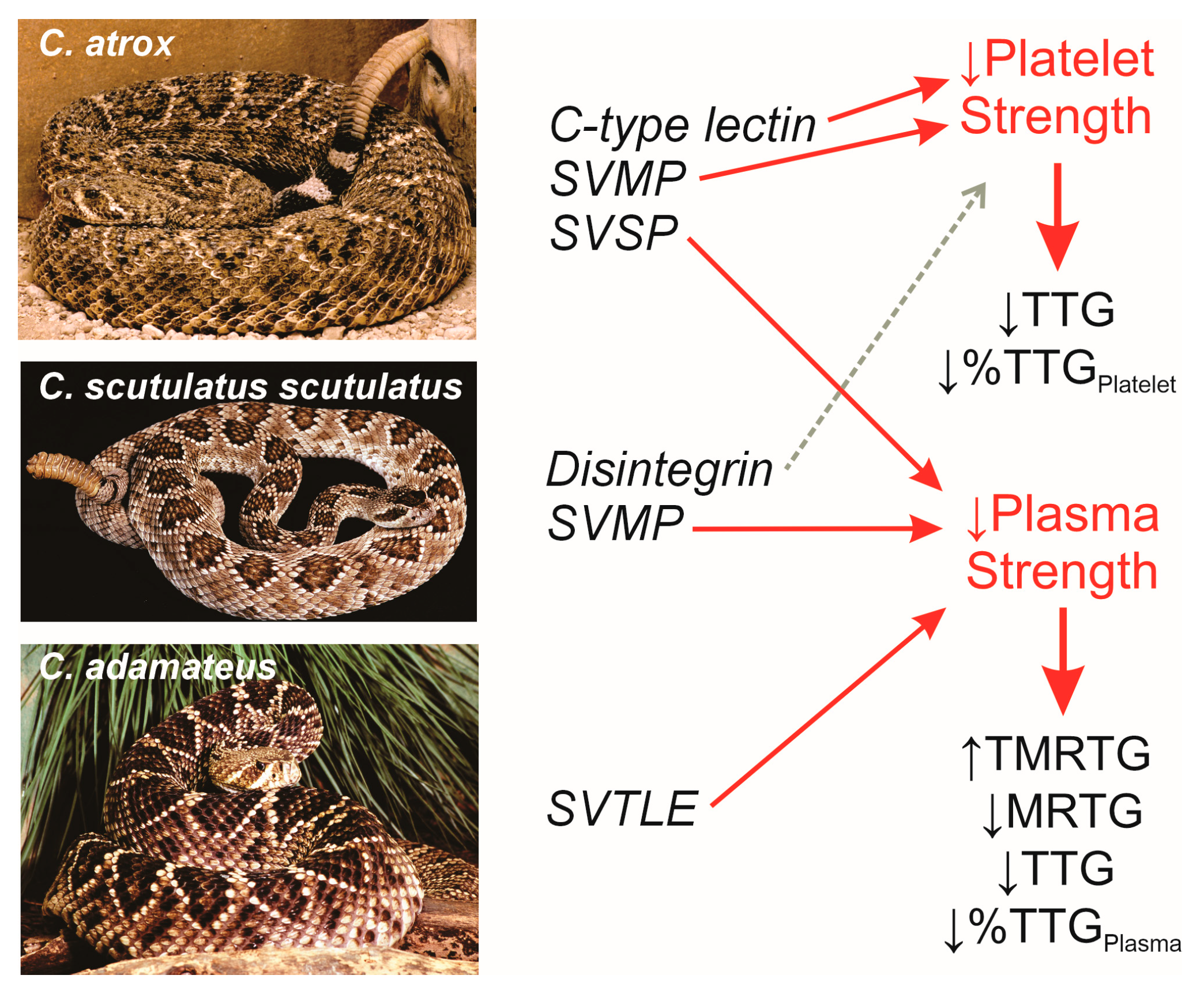 Toxins 17 00087 g003 Toxins 17 00087 g003