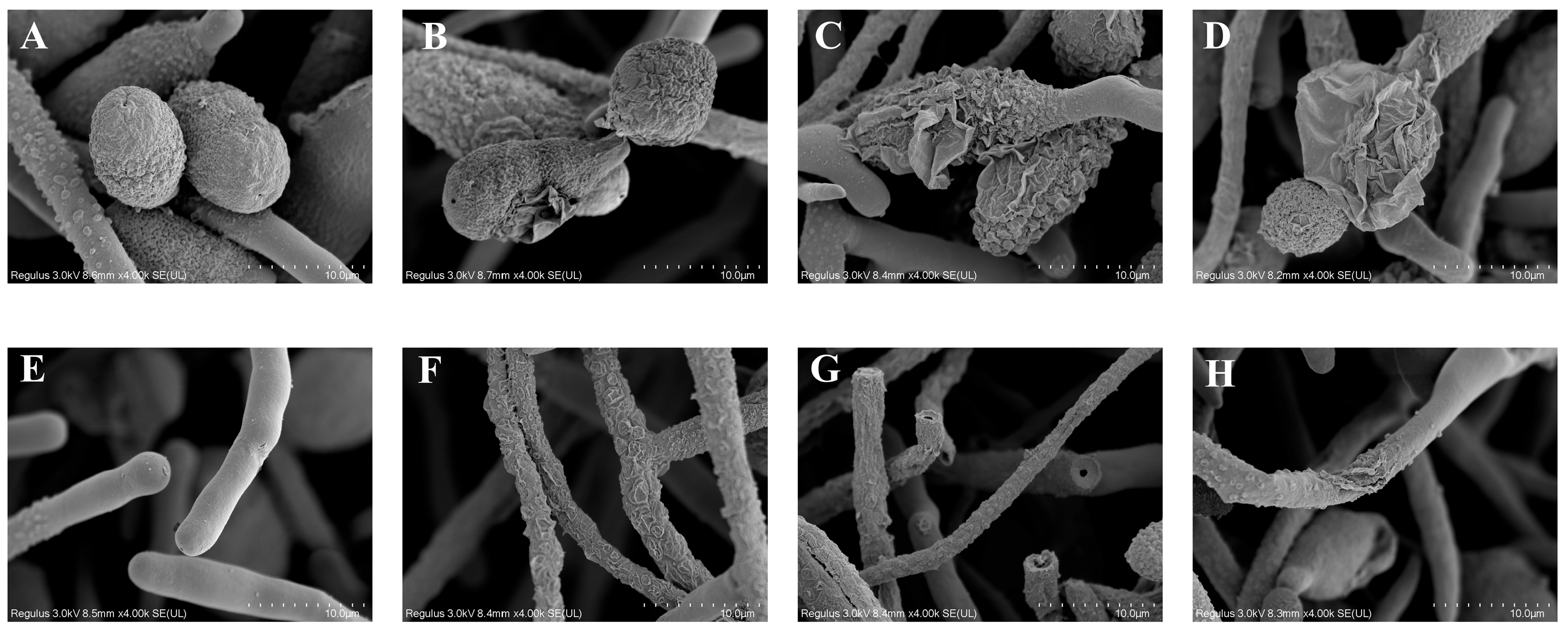 Toxins 17 00106 g005 Toxins 17 00106 g005