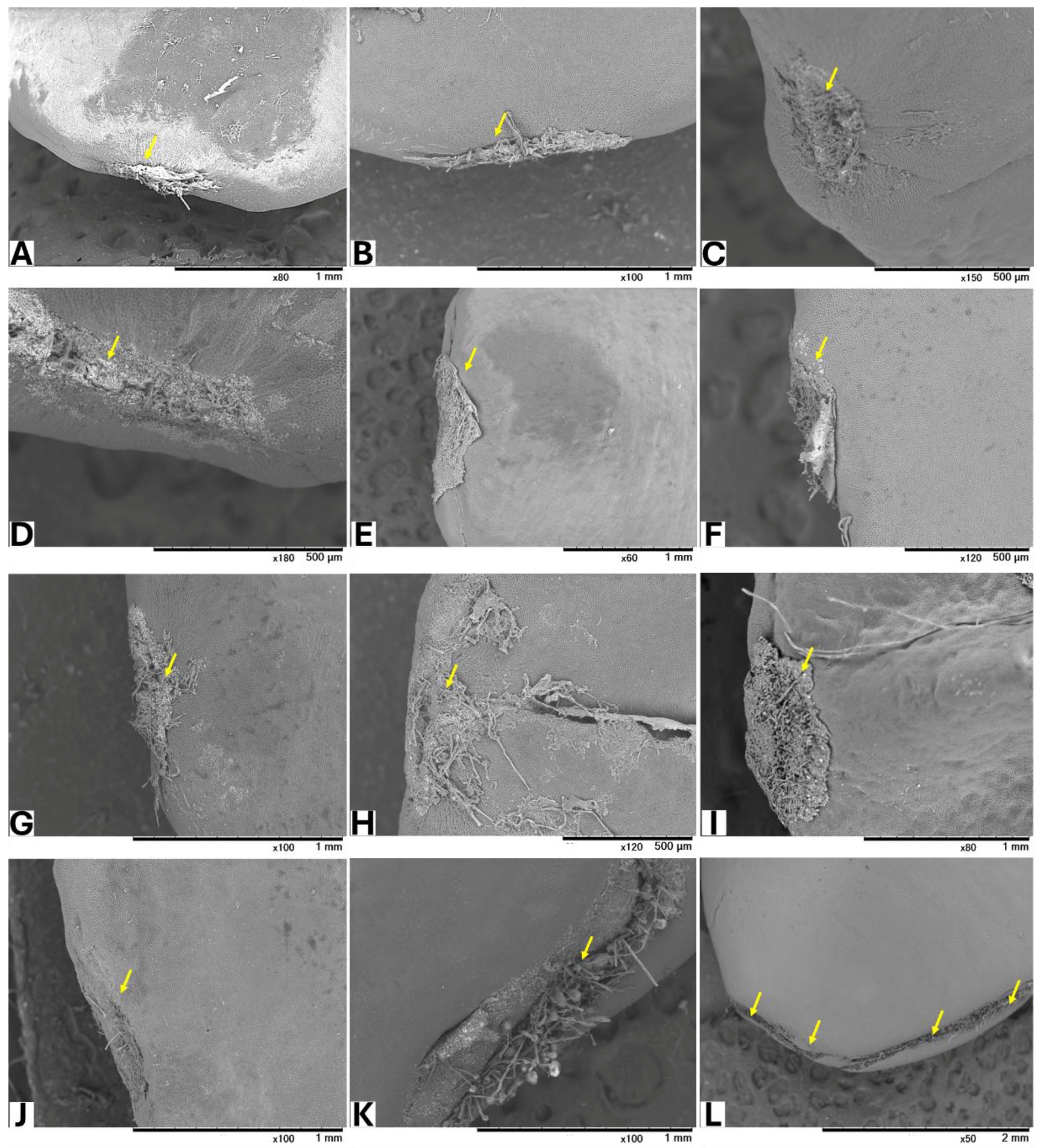 Toxins 17 00113 g002