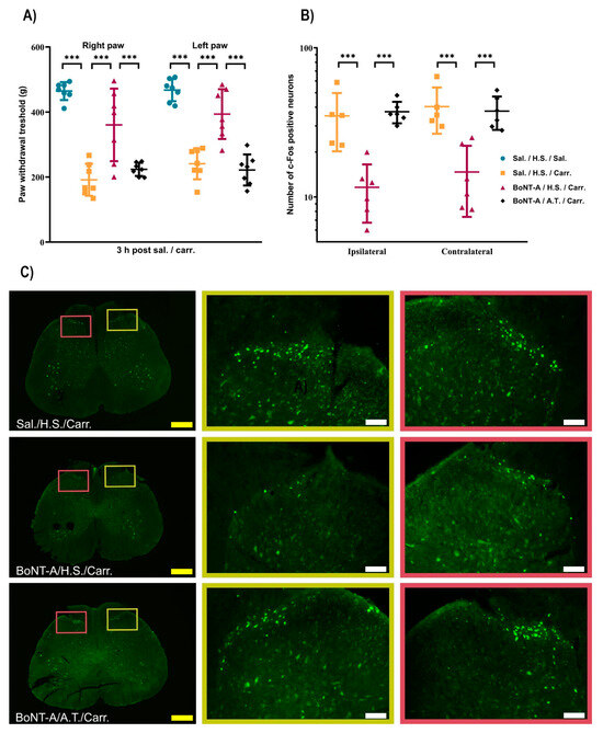 Botulinum Toxin Type A Exerts Direct Trans-Synaptic Action at