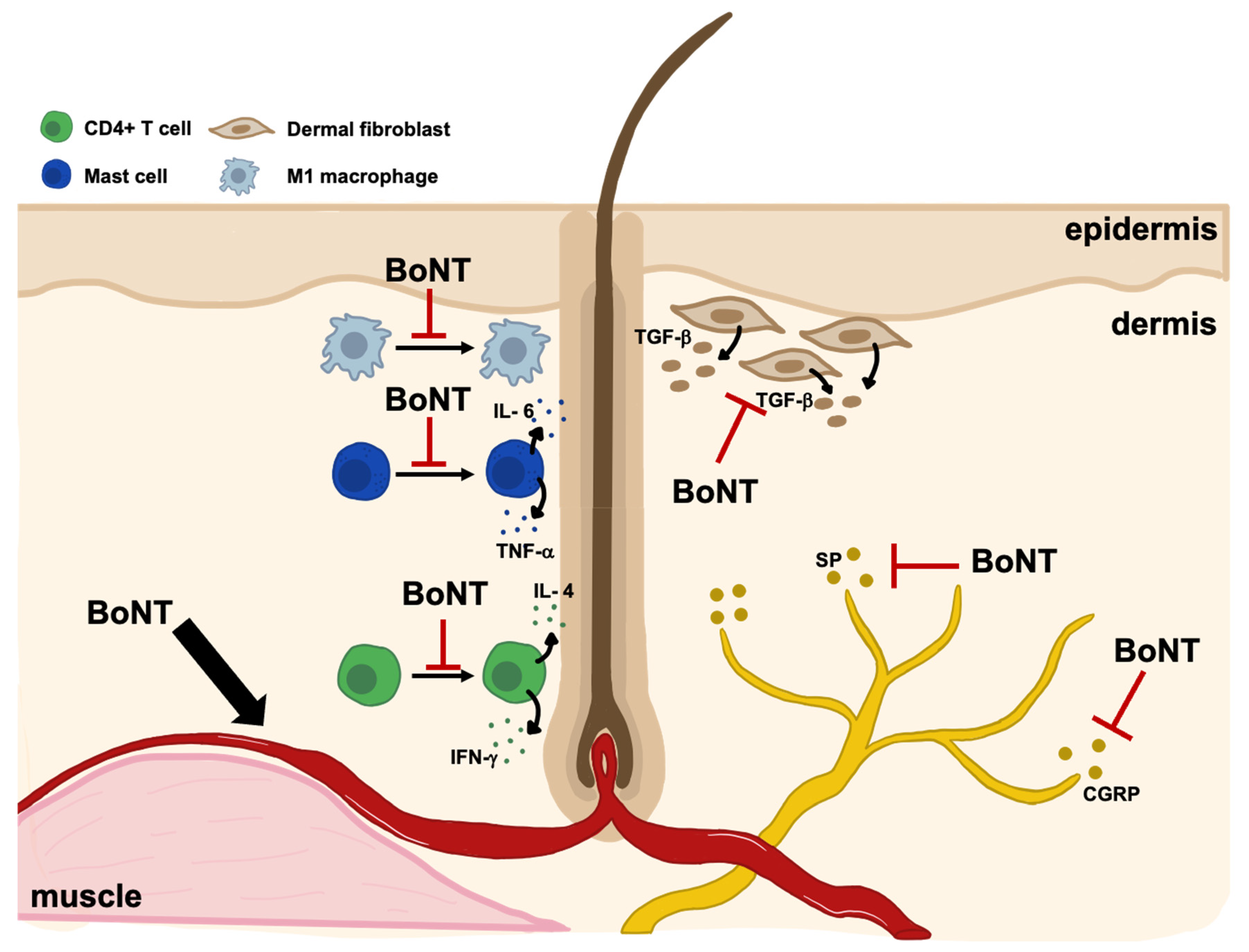 Toxins 17 00163 g002