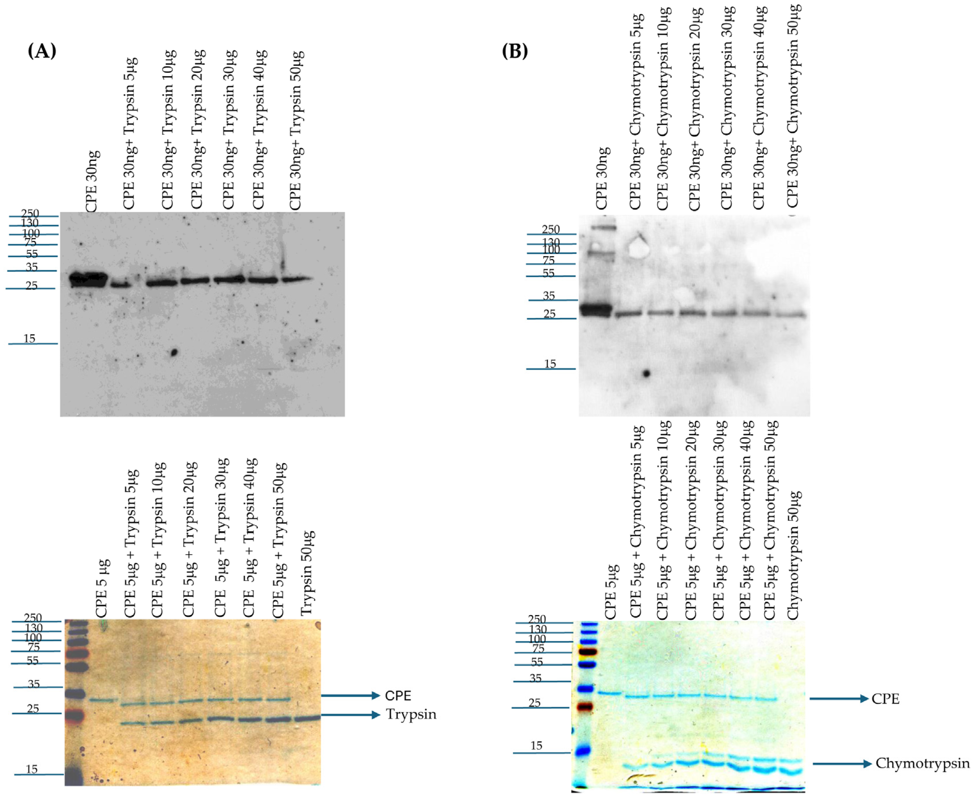 Toxins 17 00170 g001