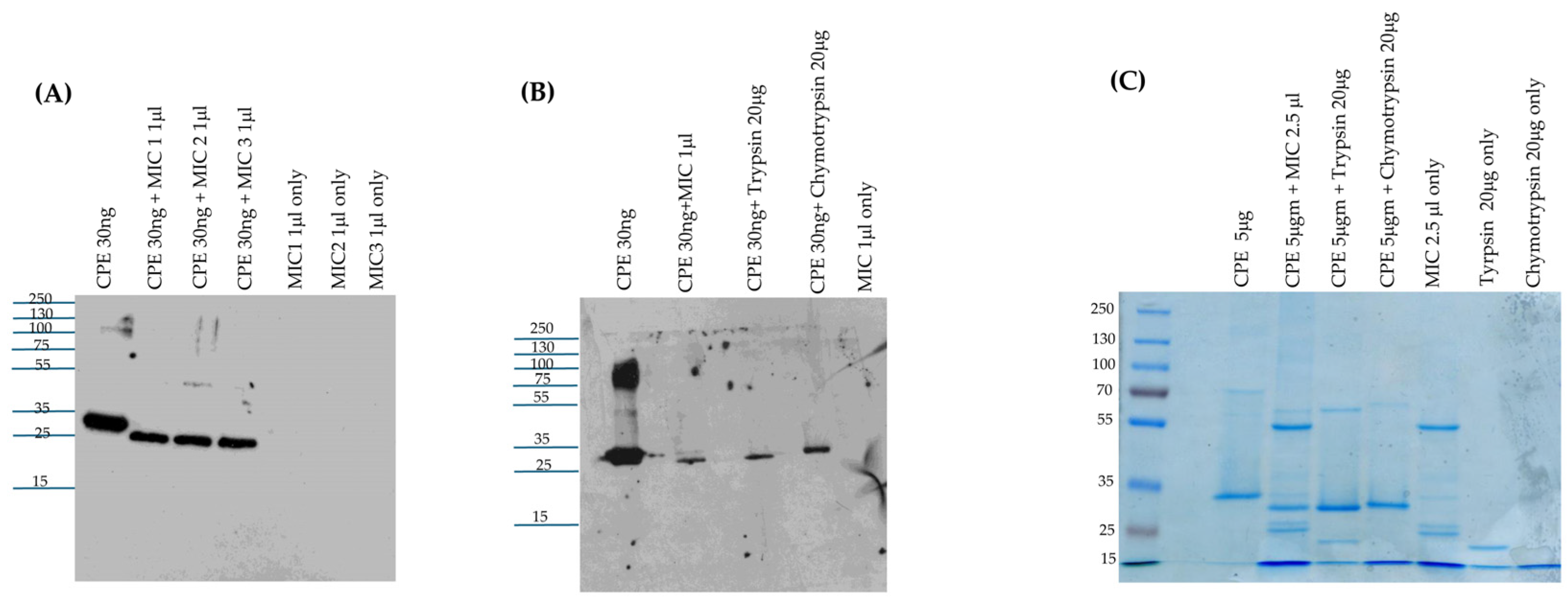Toxins 17 00170 g002