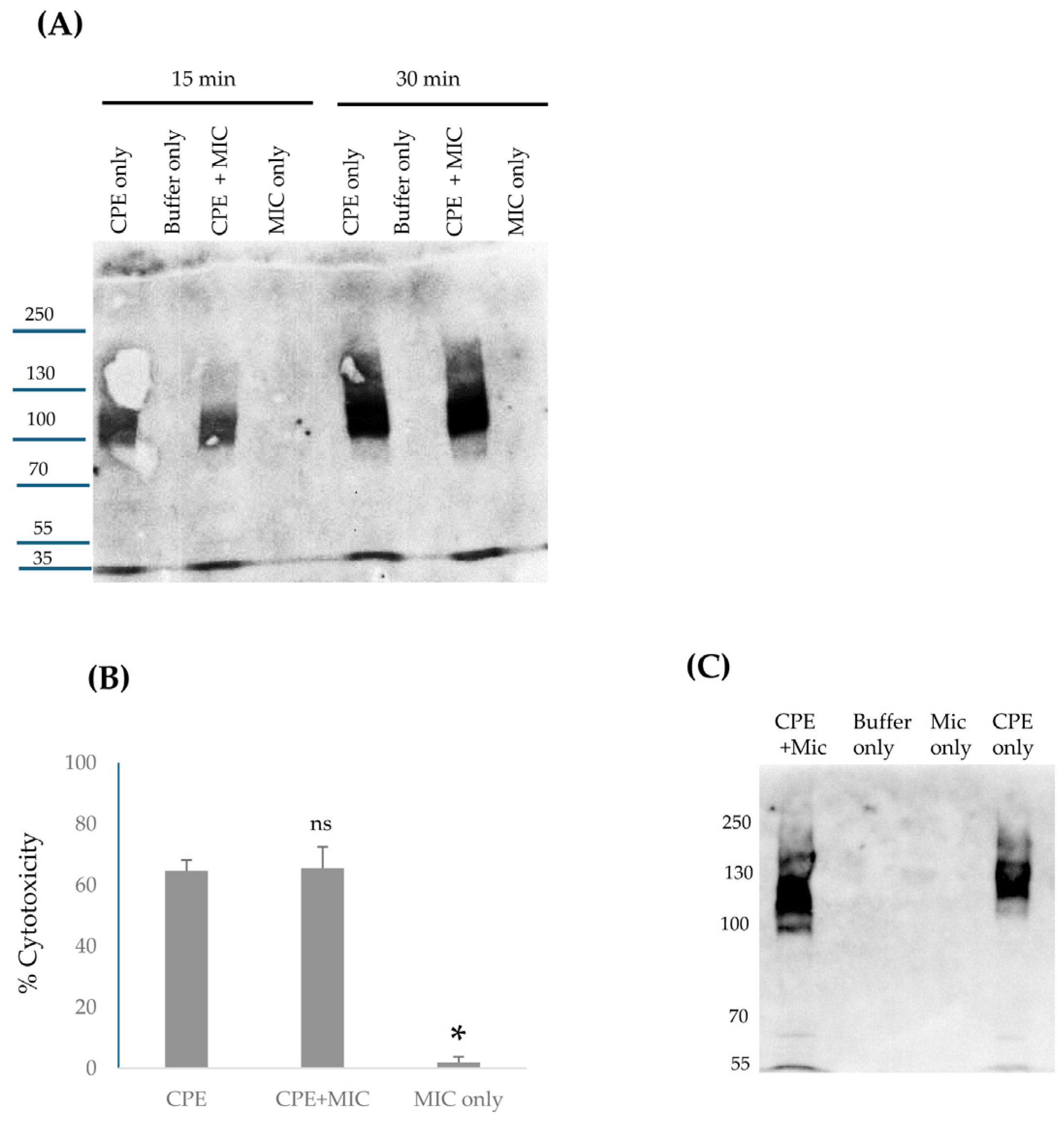 Toxins 17 00170 g004