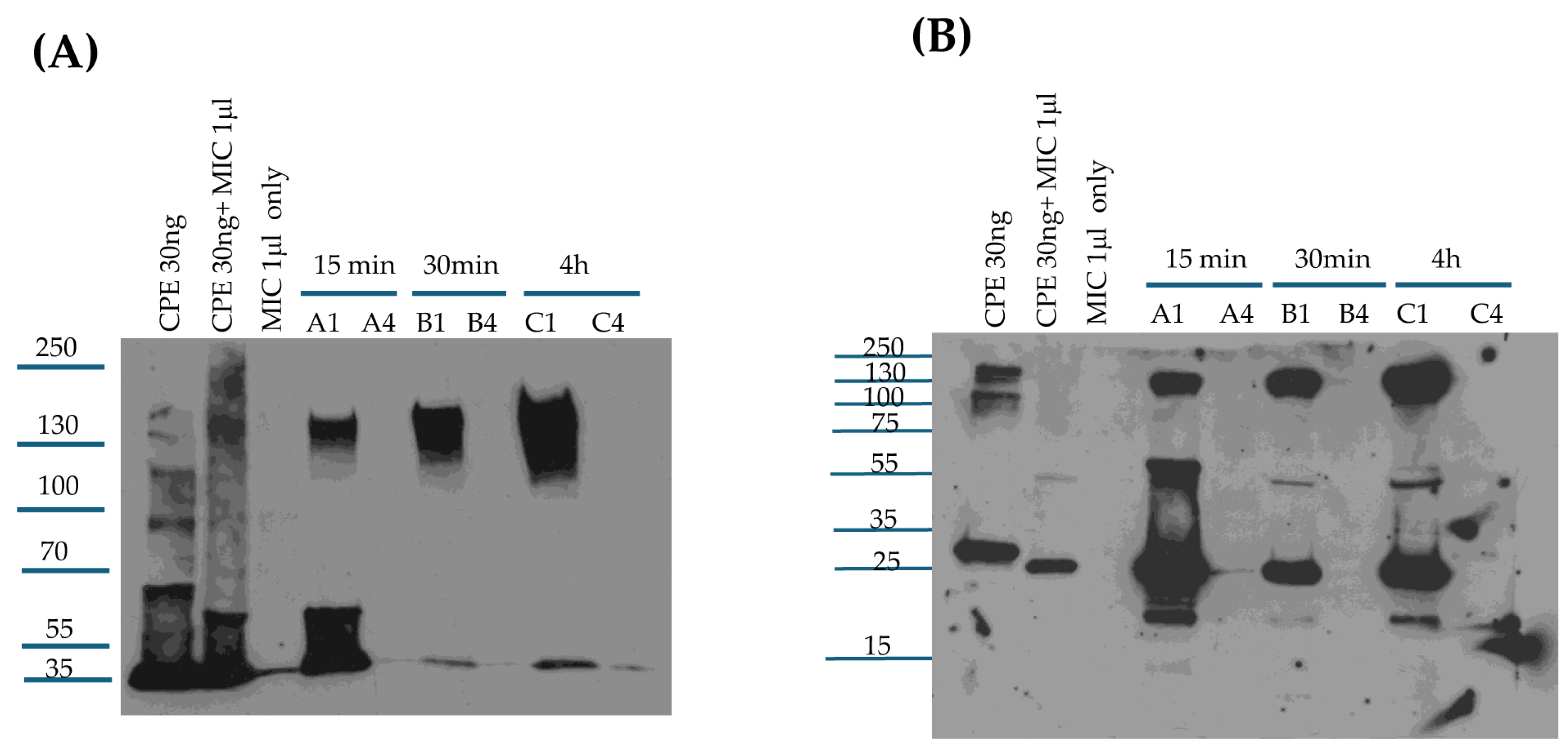 Toxins 17 00170 g006