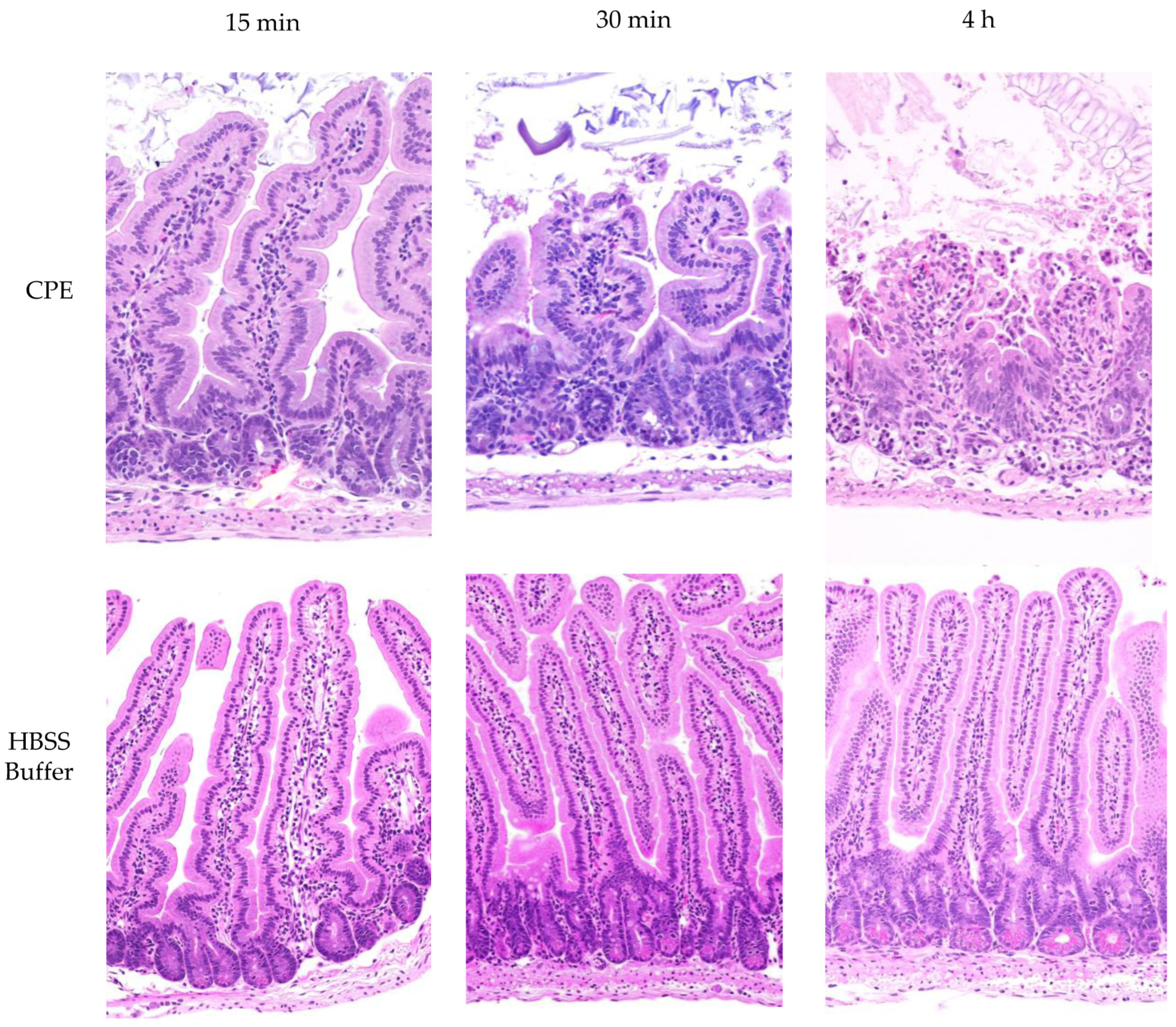 Toxins 17 00170 g007