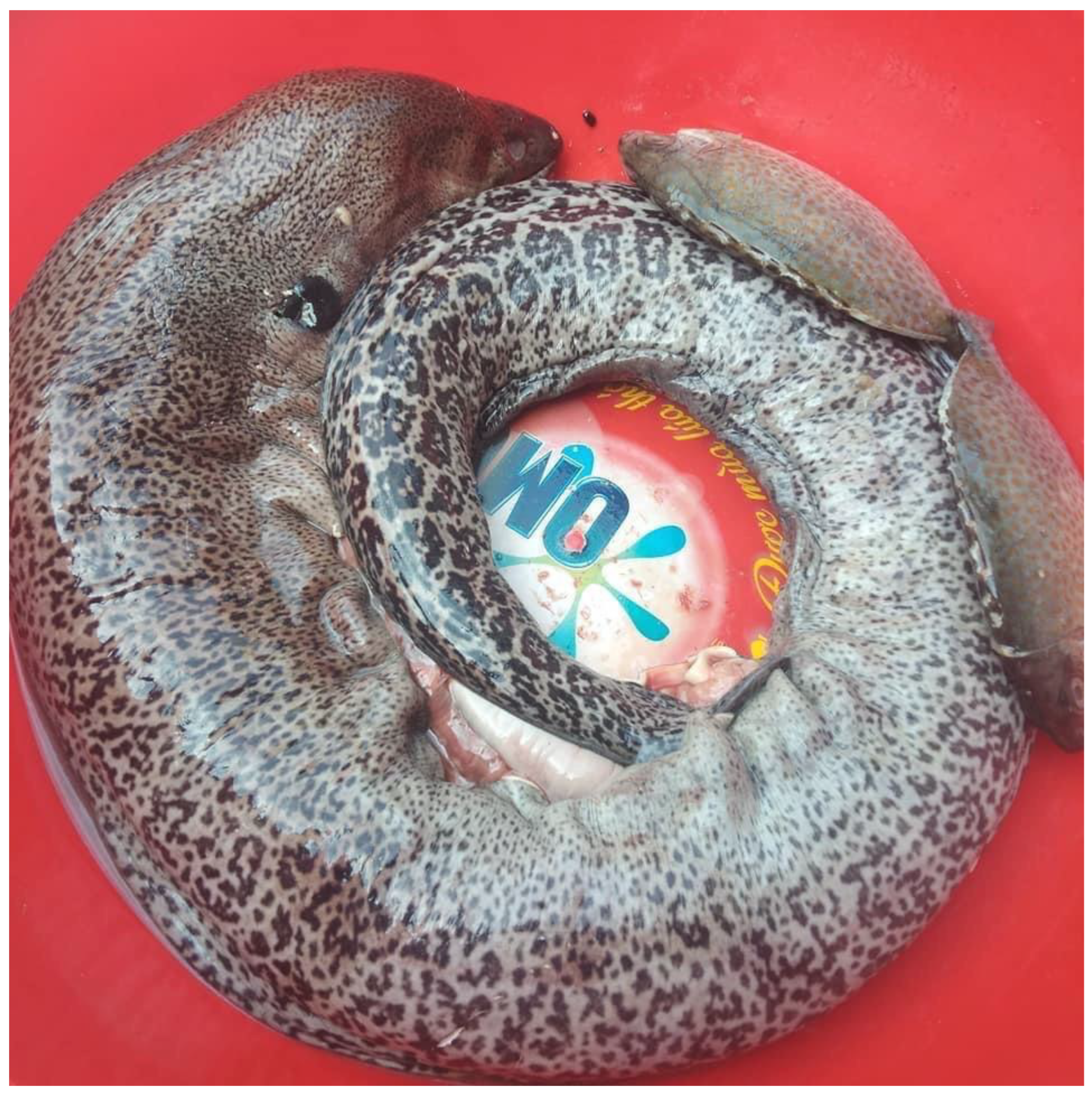 Toxins 17 00186 g0a1 Toxins 17 00186 g0a1