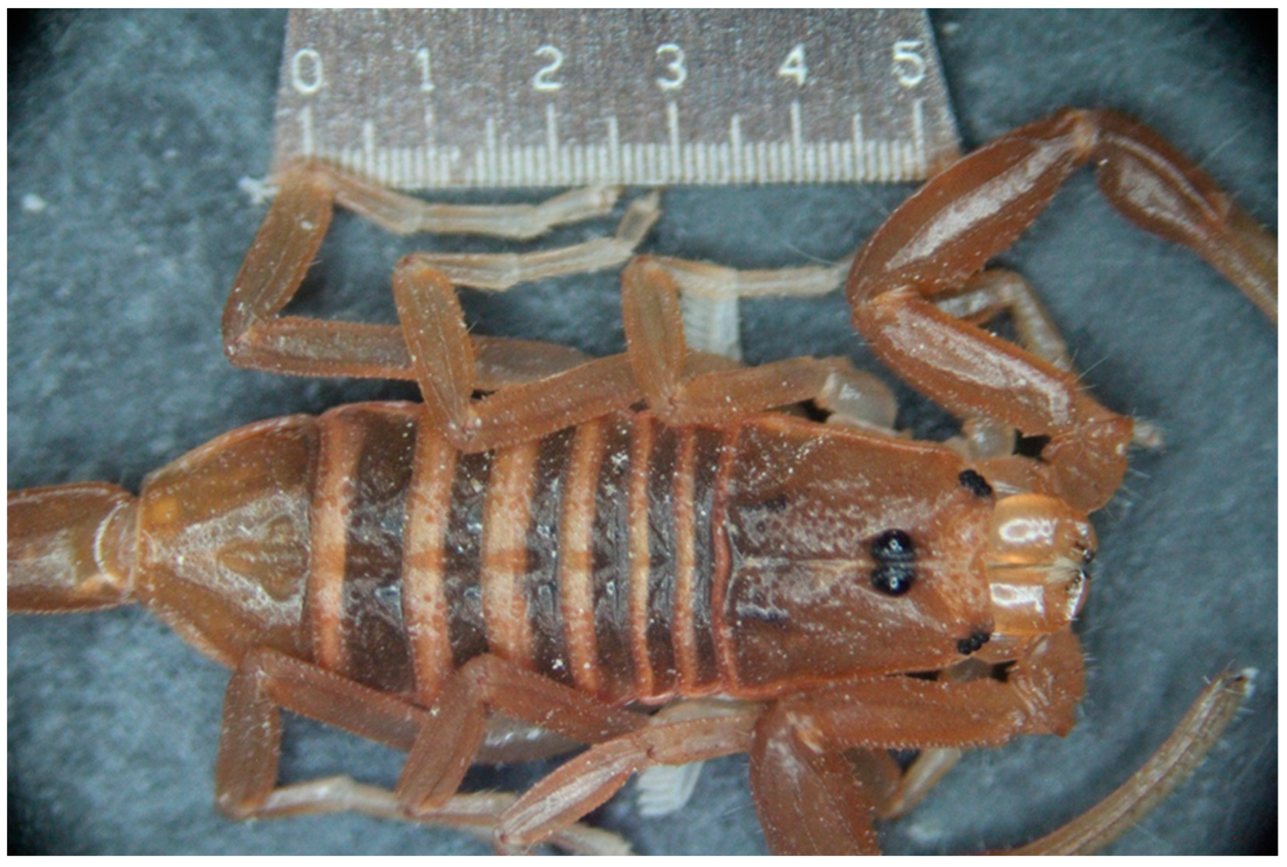 Toxins 17 00198 g004