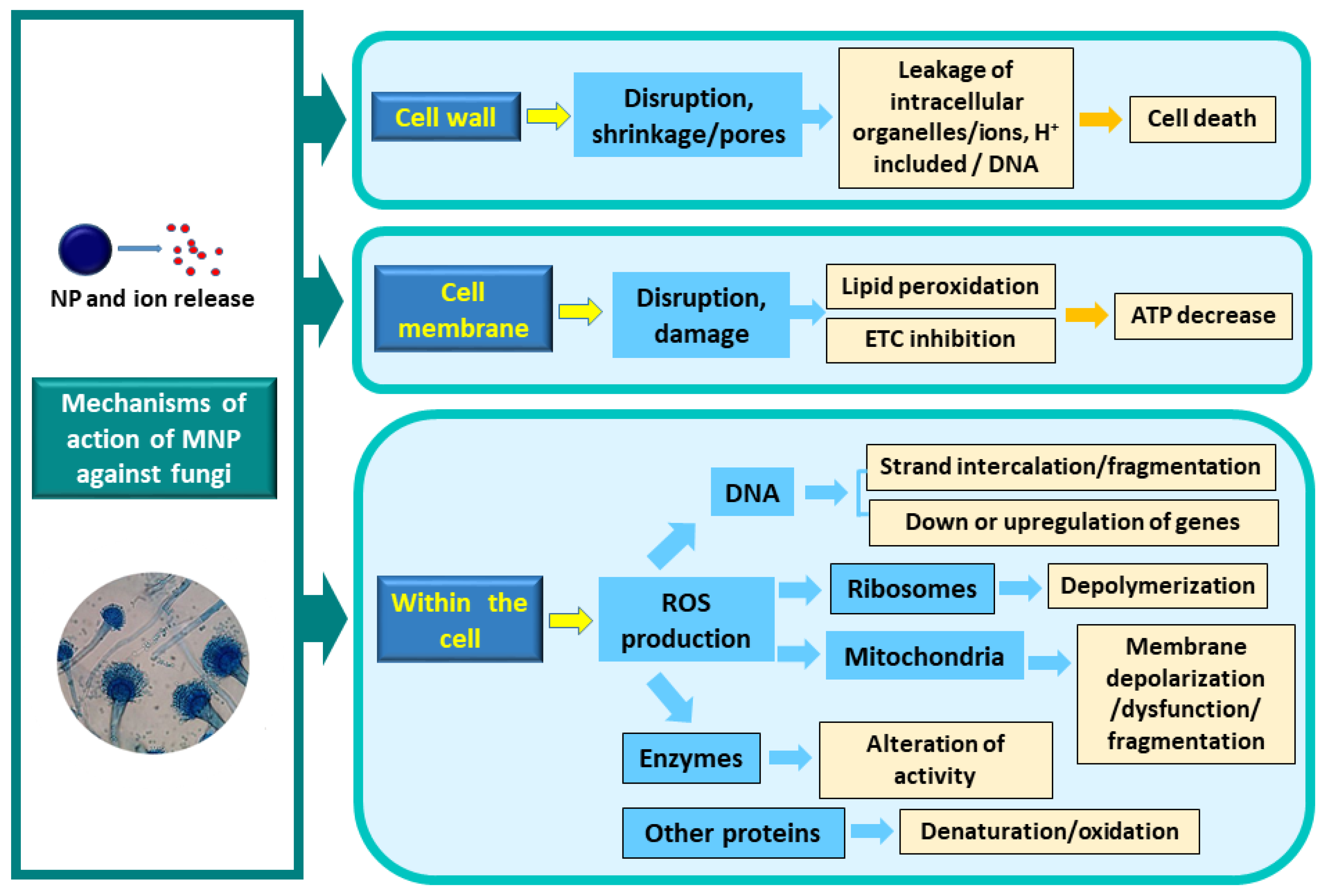 Toxins 17 00231 g006