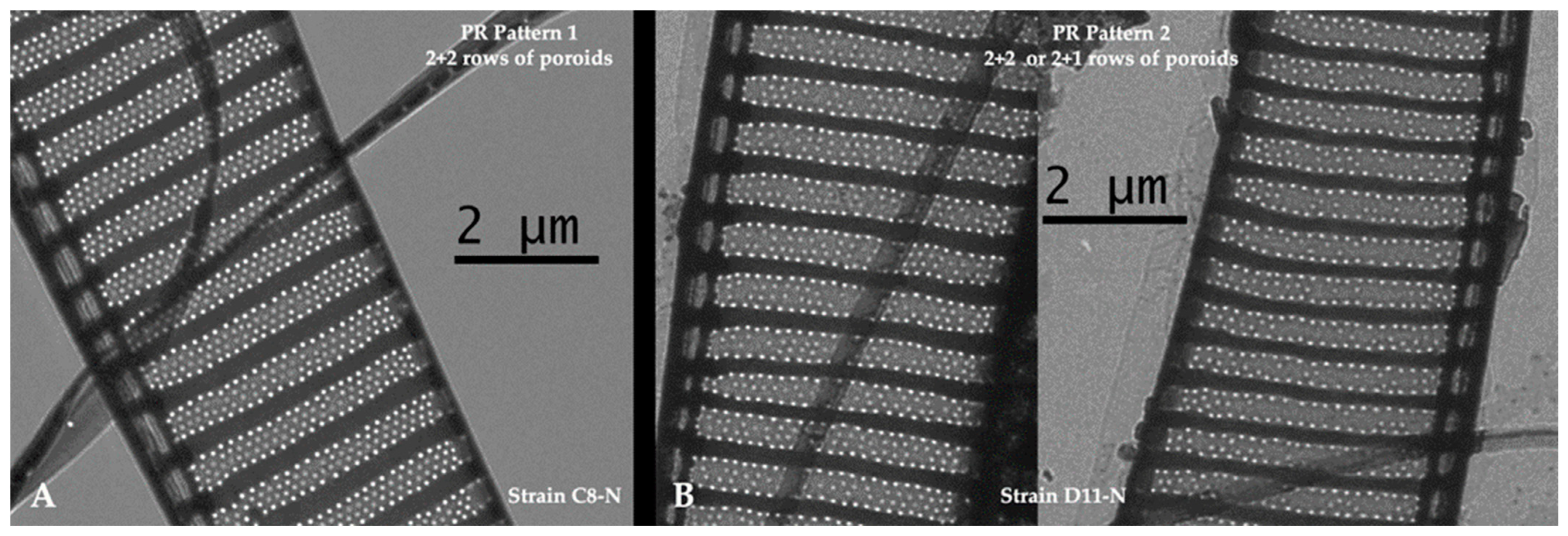 Toxins 17 00235 g005