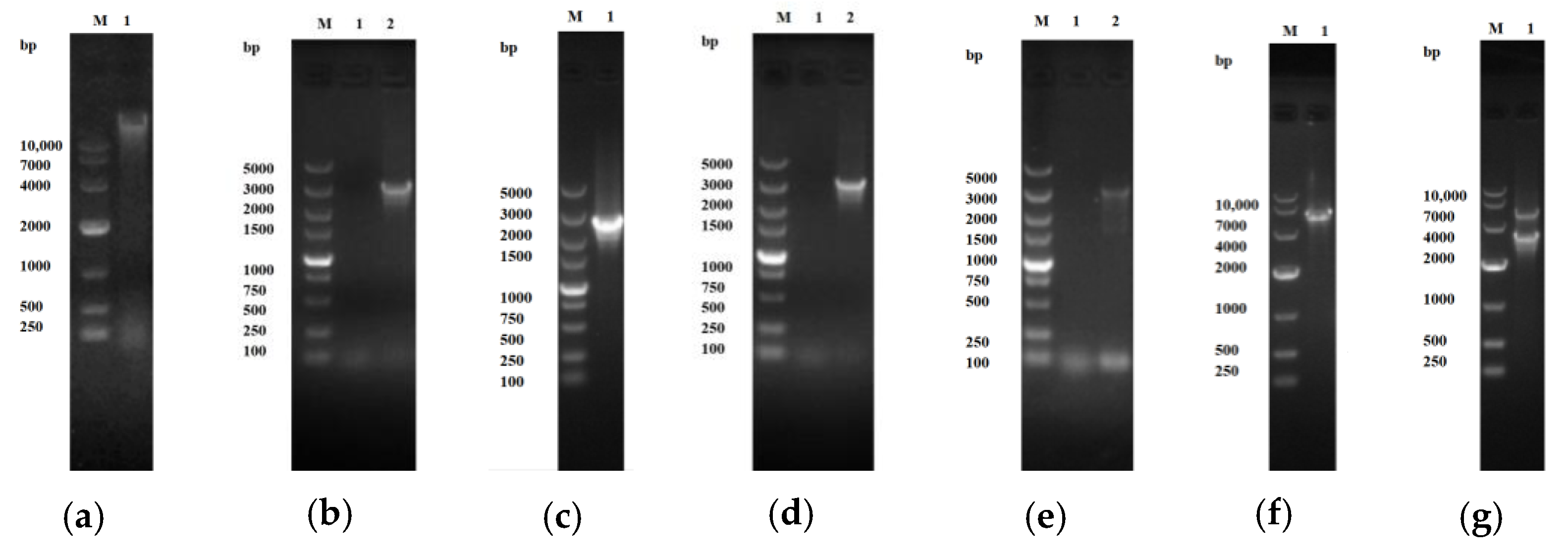 Heterologous Overexpression of Cytochrome P450BM3 from