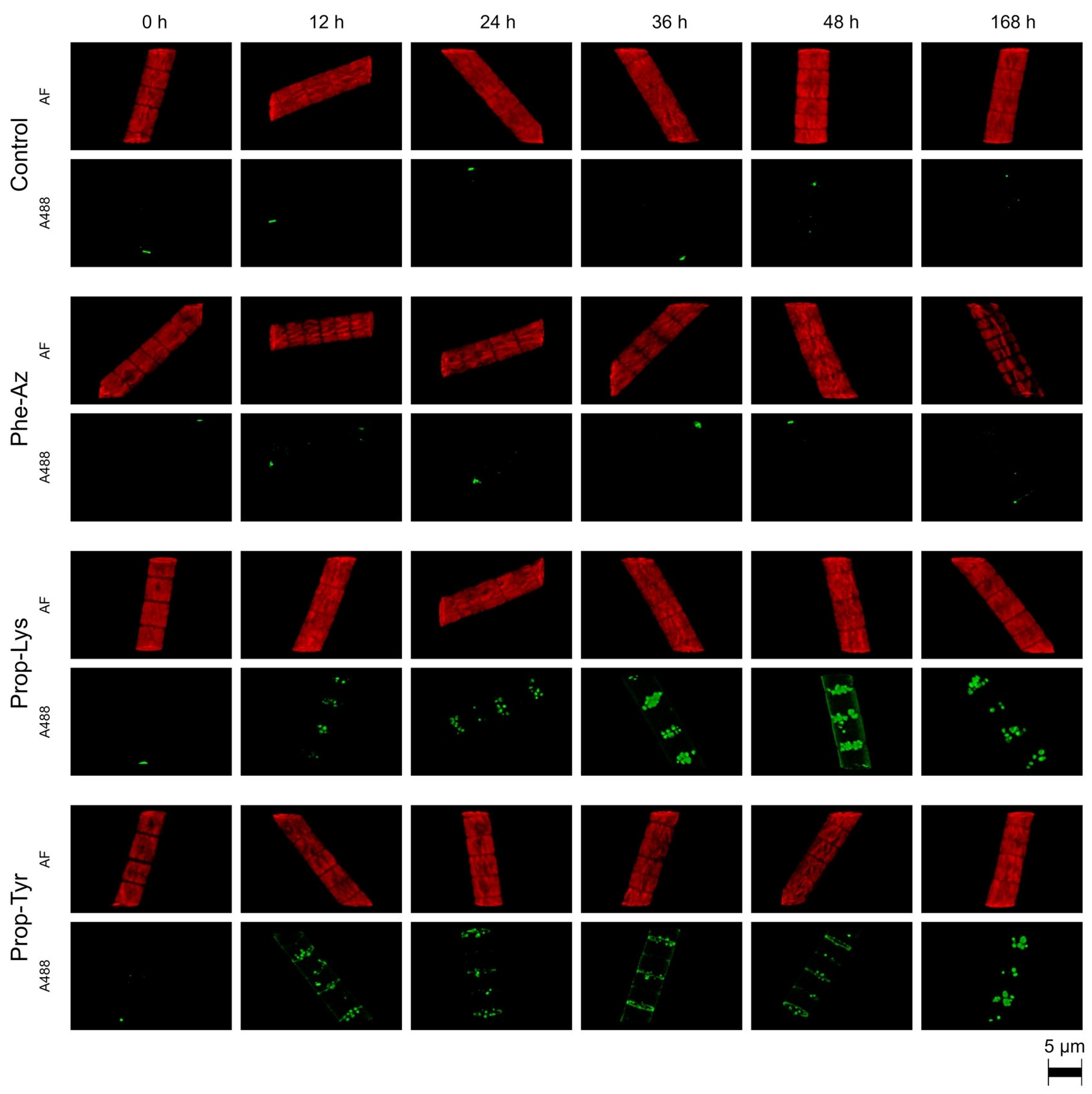 Toxins 17 00278 g003