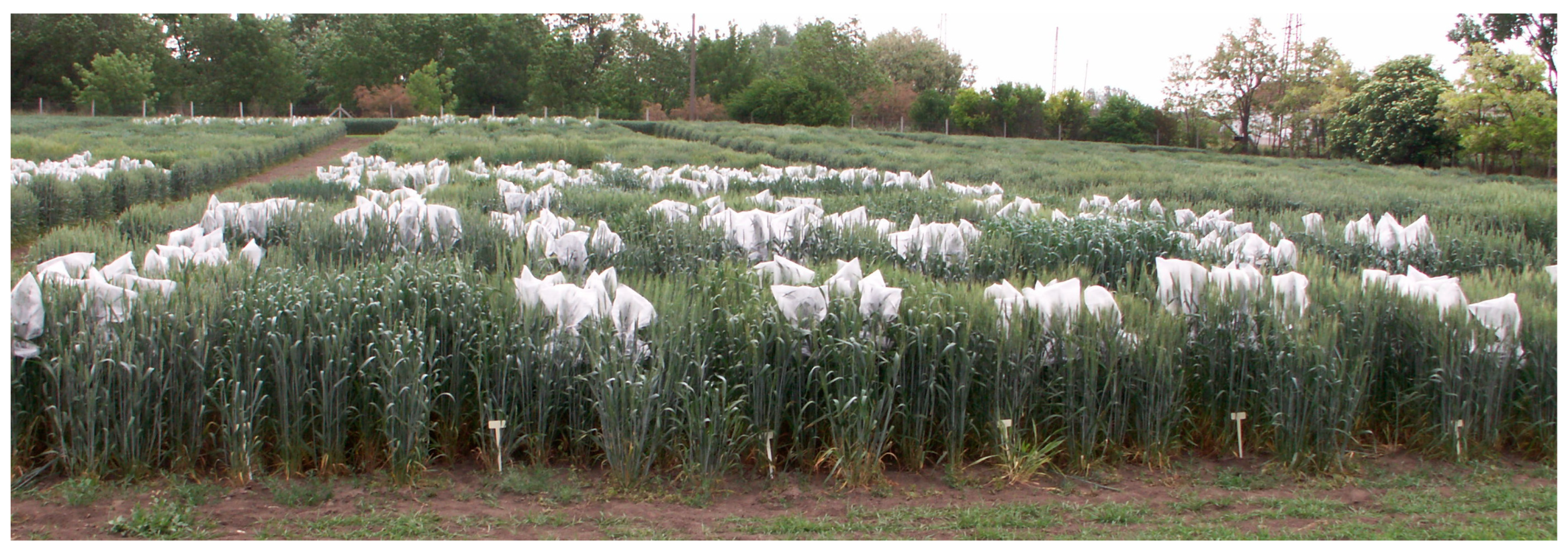 Toxins 17 00288 g014