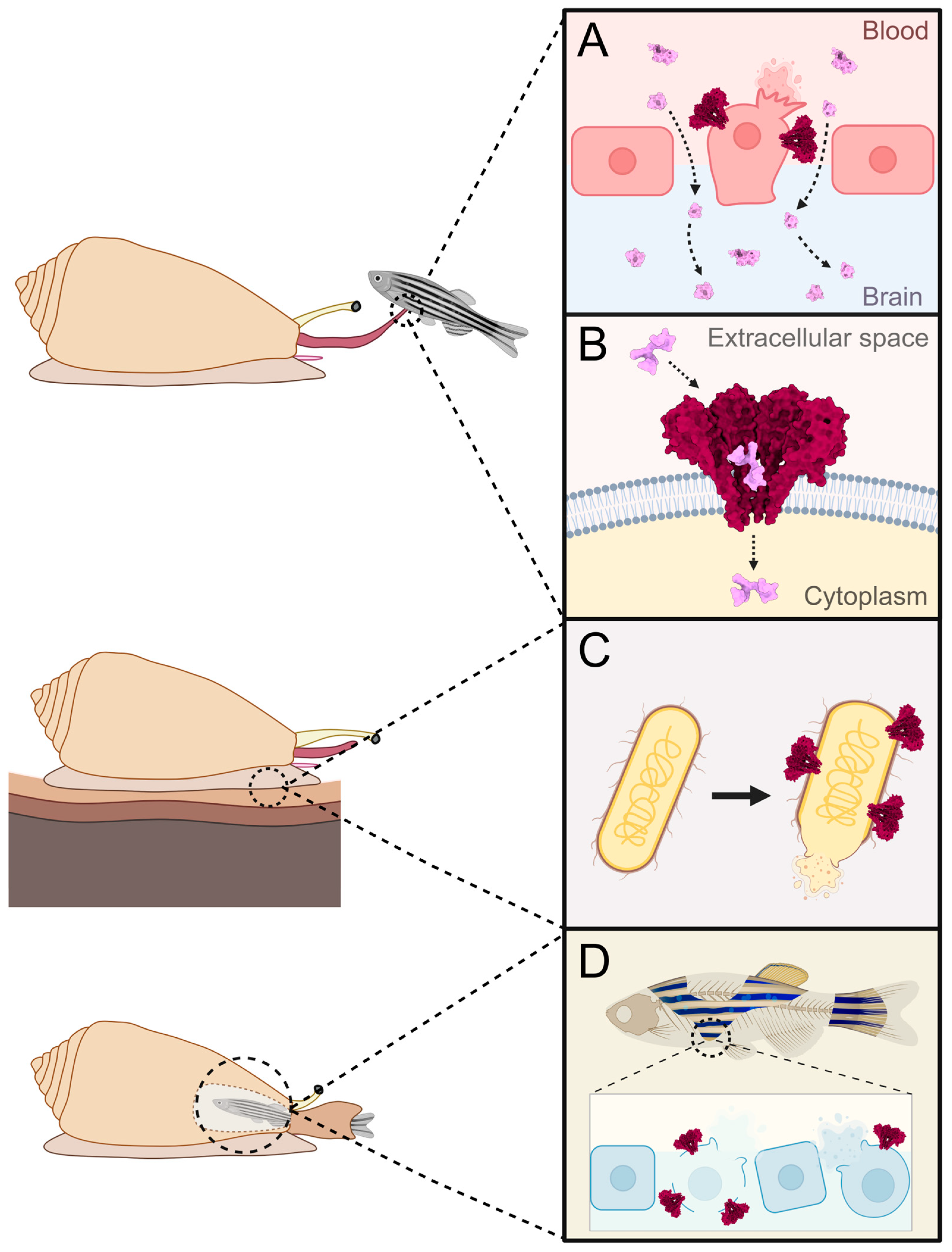 Toxins 17 00291 g005