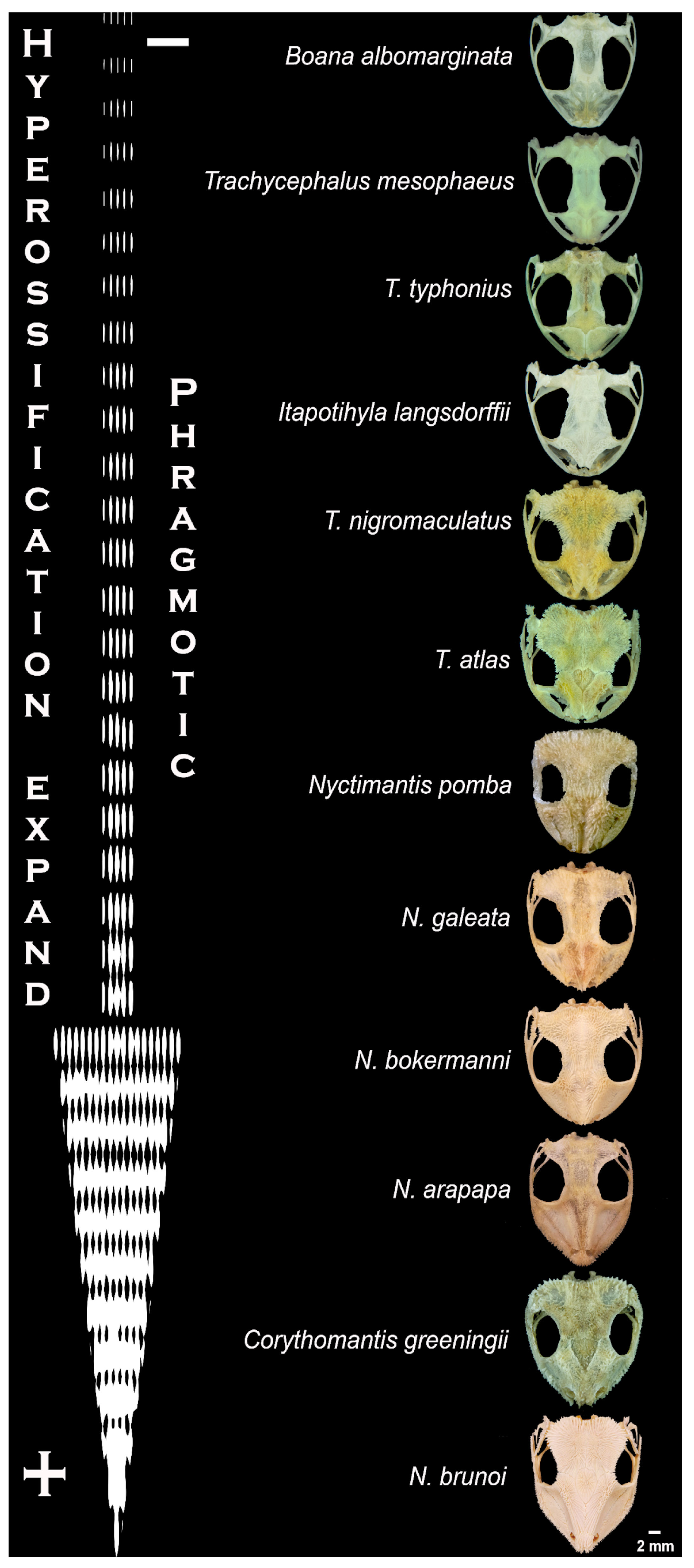 Toxins 17 00303 g002
