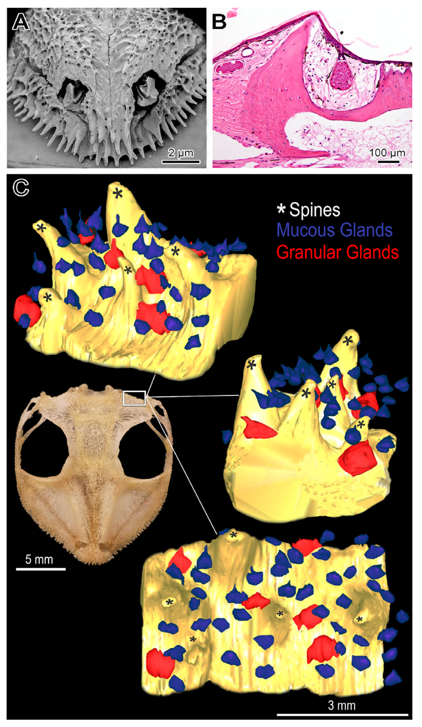 Toxins 17 00303 g004