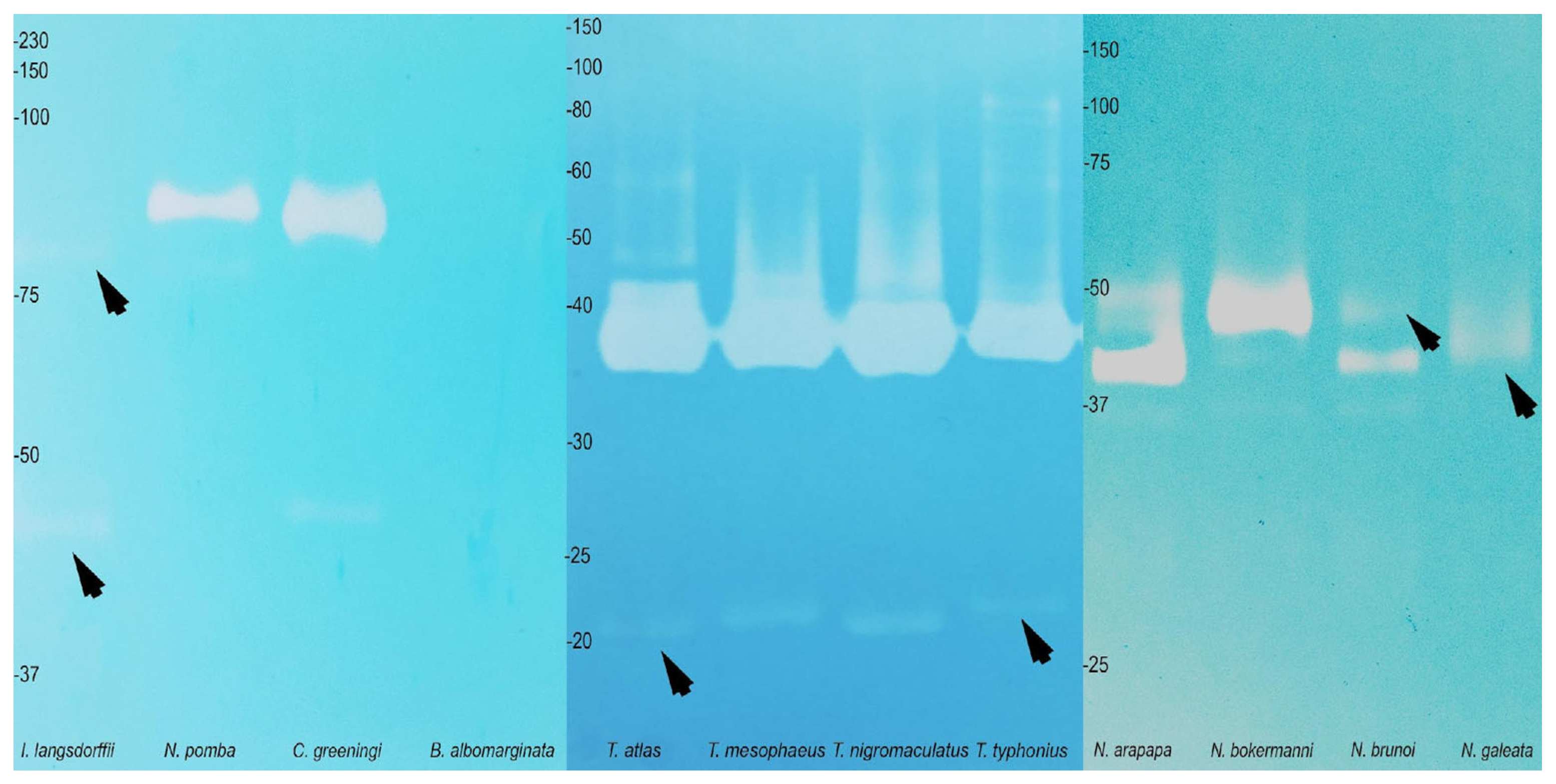 Toxins 17 00303 g007