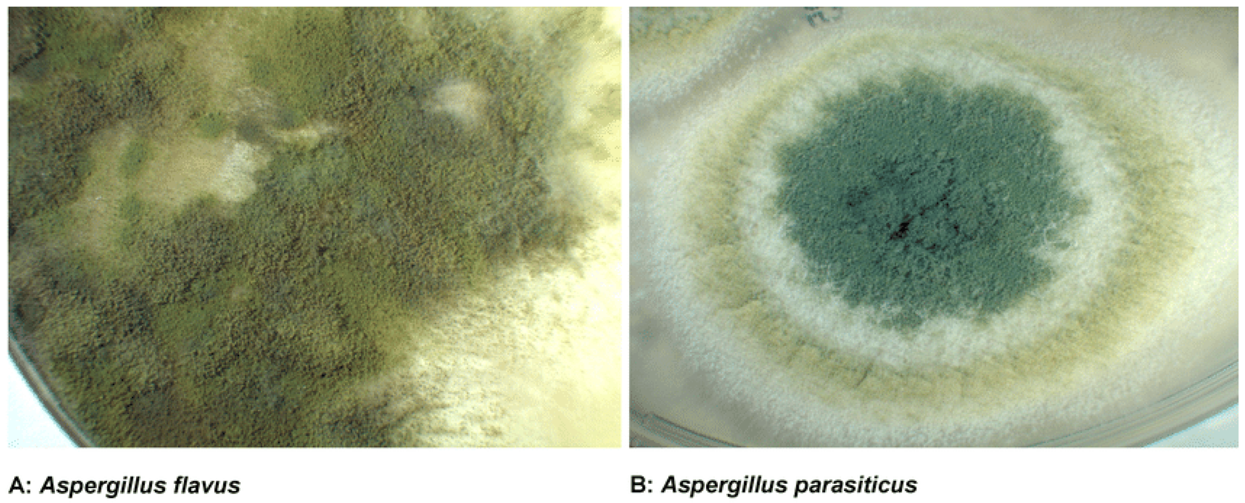 Toxins 17 00331 g001