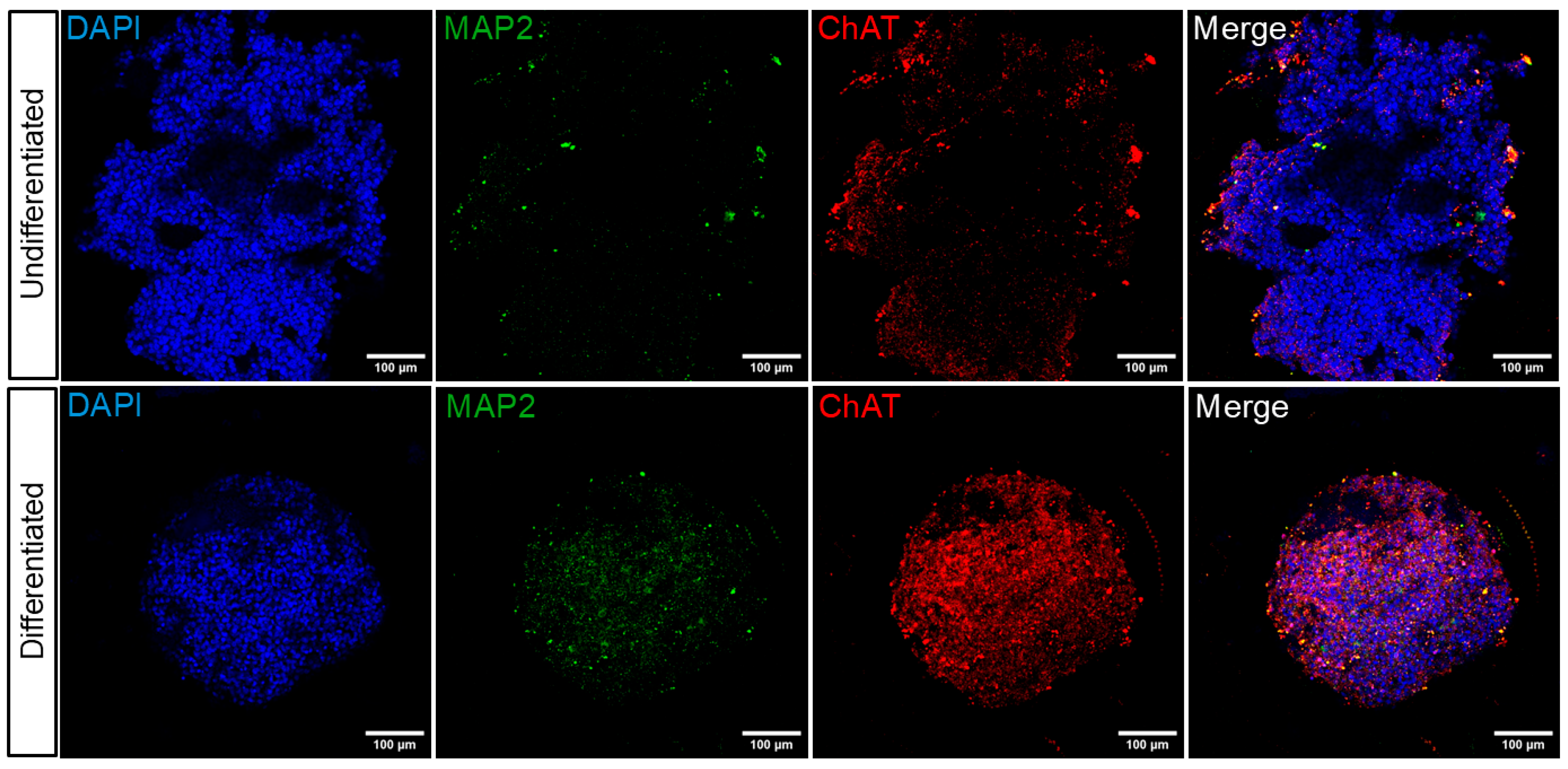 Toxins 17 00336 g003