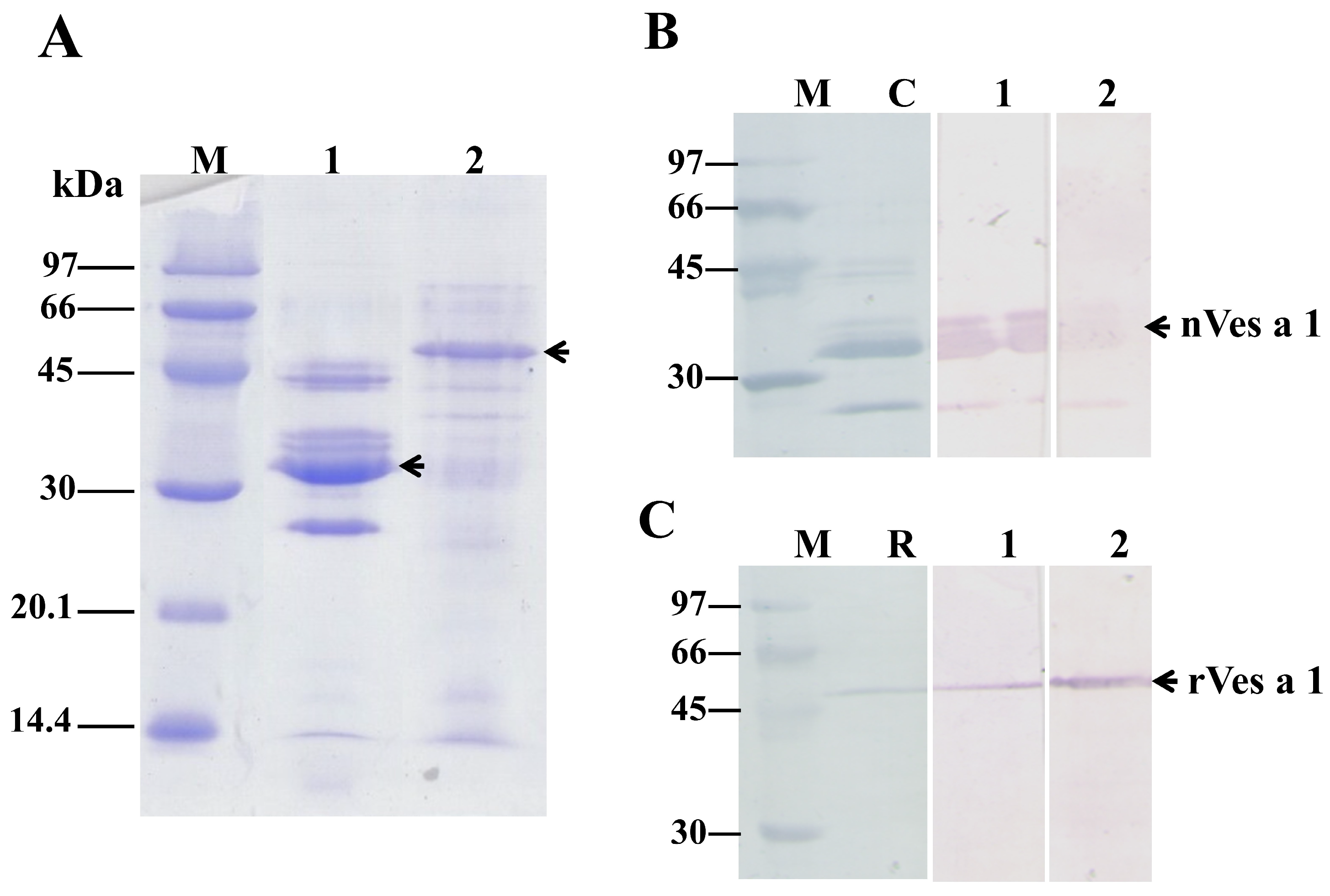 Toxins 17 00373 g002 Toxins 17 00373 g002