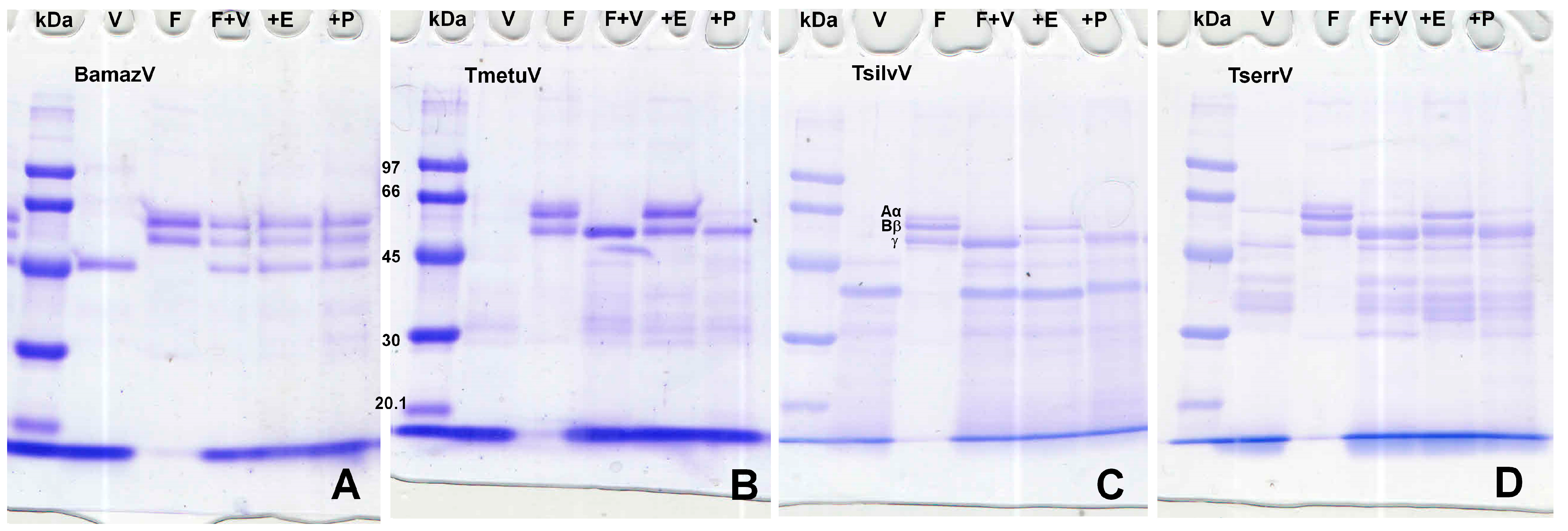 Toxins 17 00411 g004