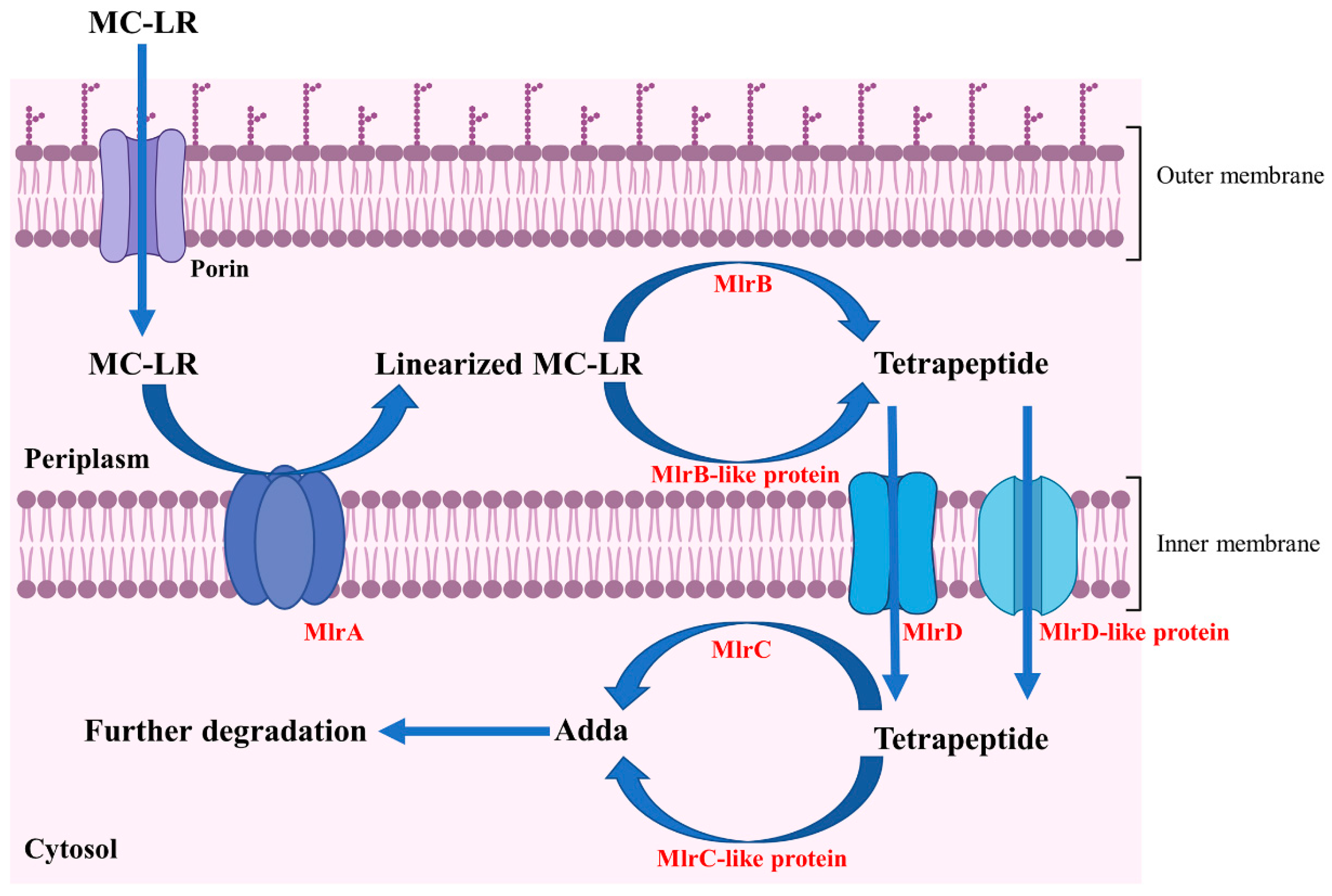Toxins 17 00446 g007