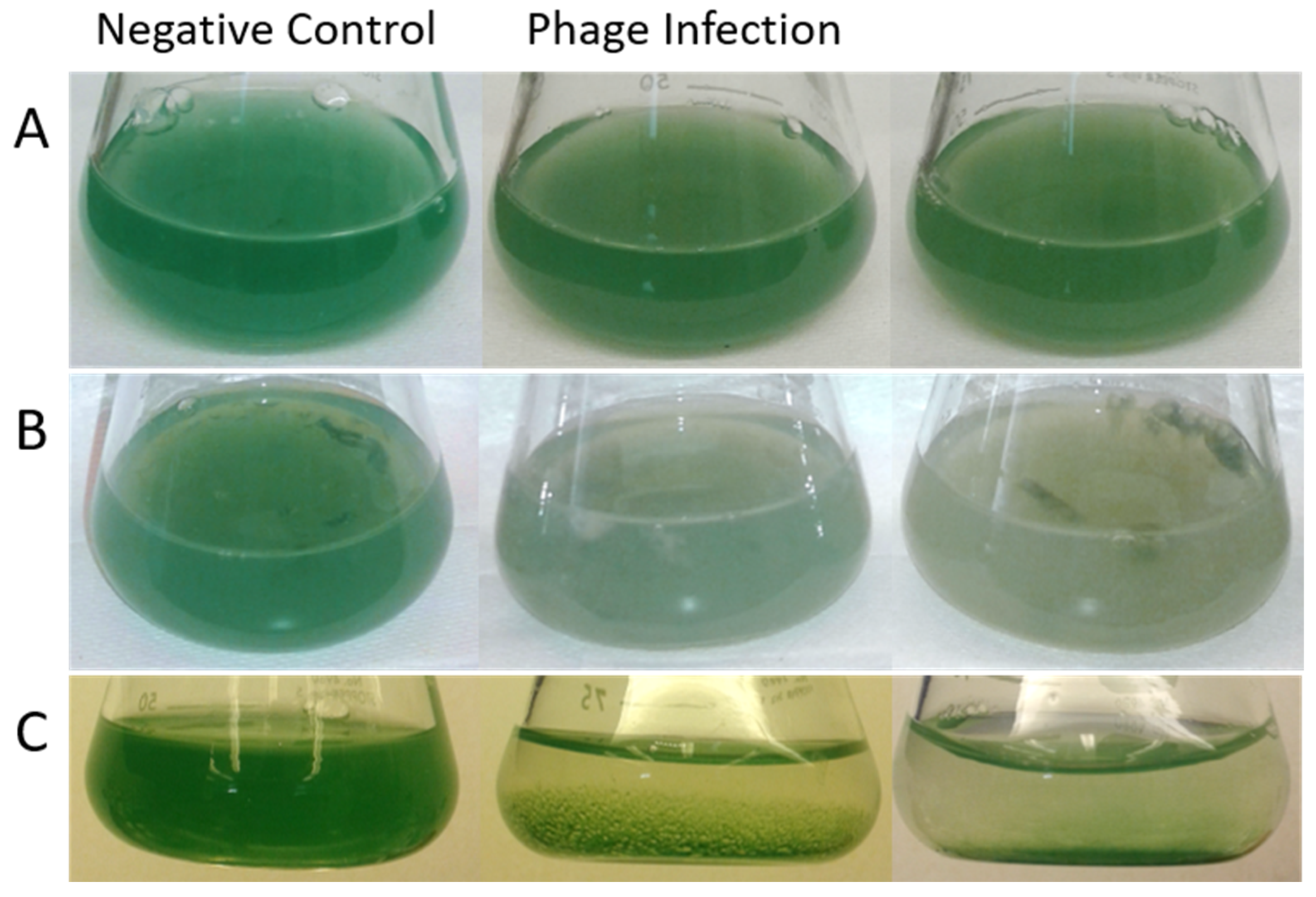 Toxins 17 00450 g001 Toxins 17 00450 g001