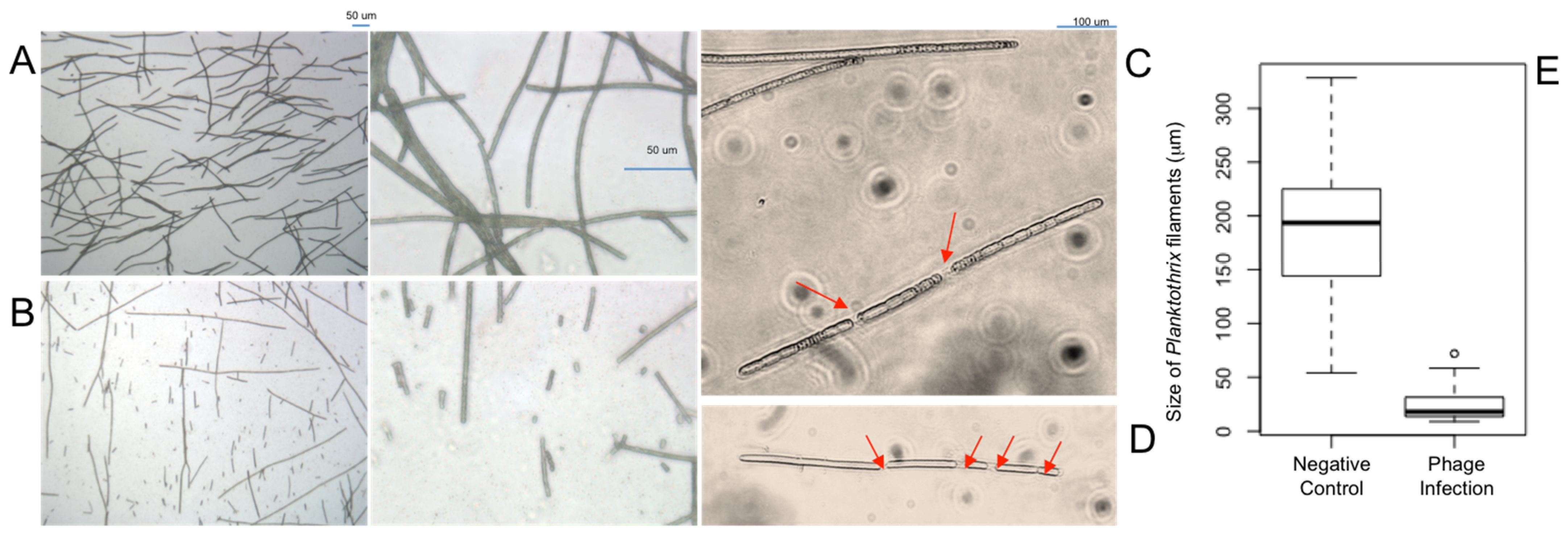 Toxins 17 00450 g003 Toxins 17 00450 g003