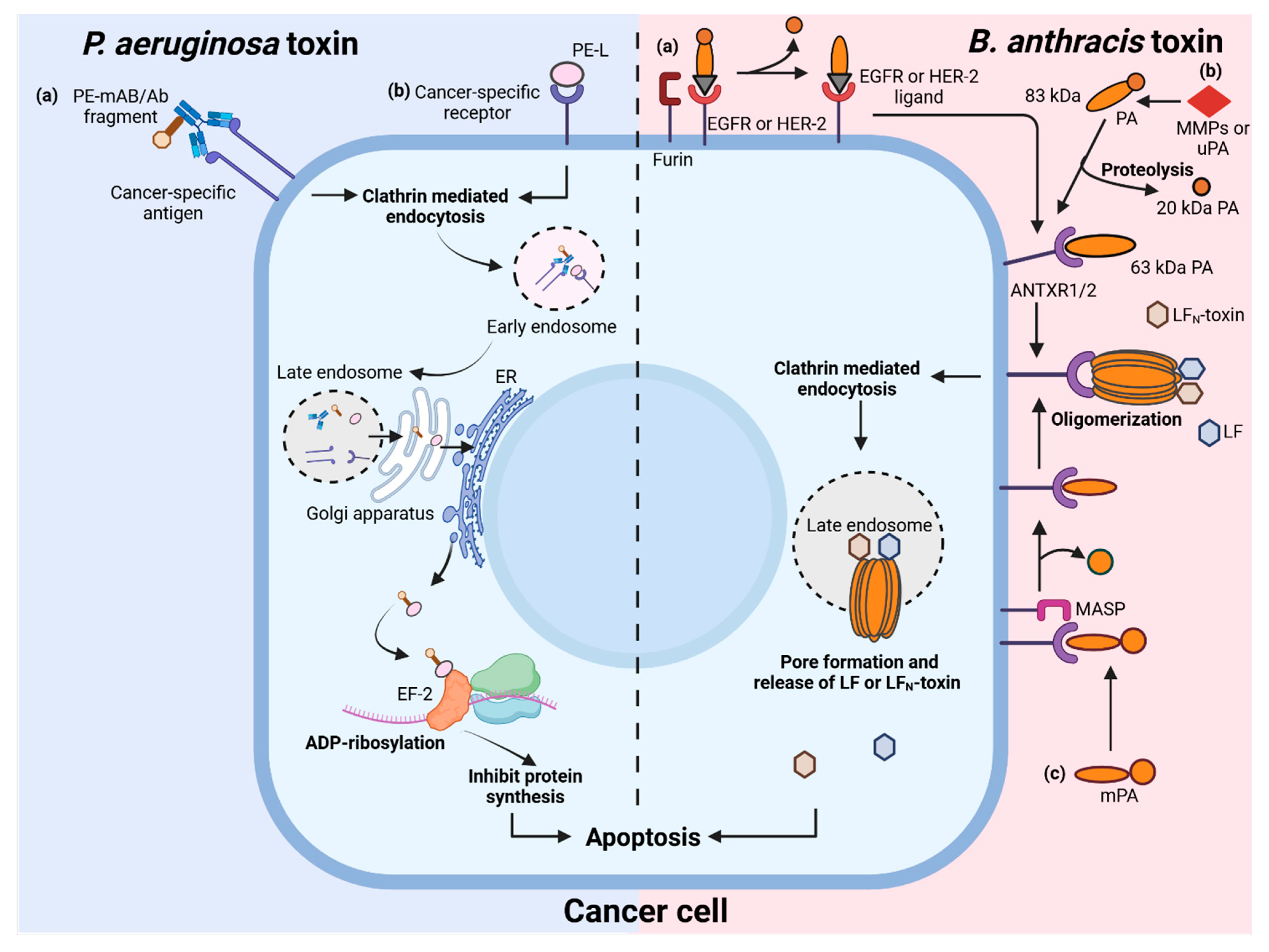 Toxins 17 00459 g002 Toxins 17 00459 g002
