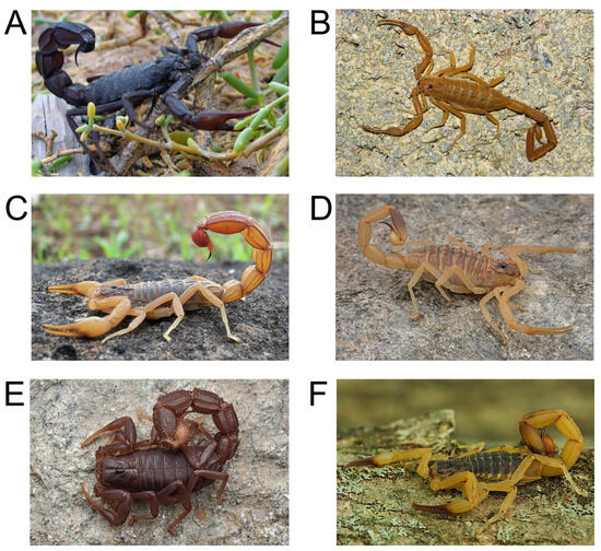 mi様 New Demon Slayer Mitsuri Battle Funko Pop! #demonslayer