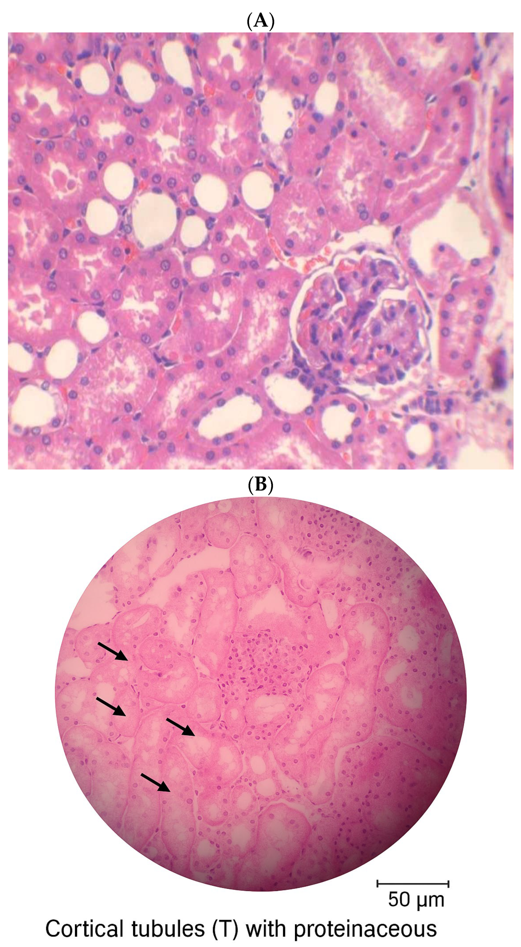 Toxins 17 00499 g002