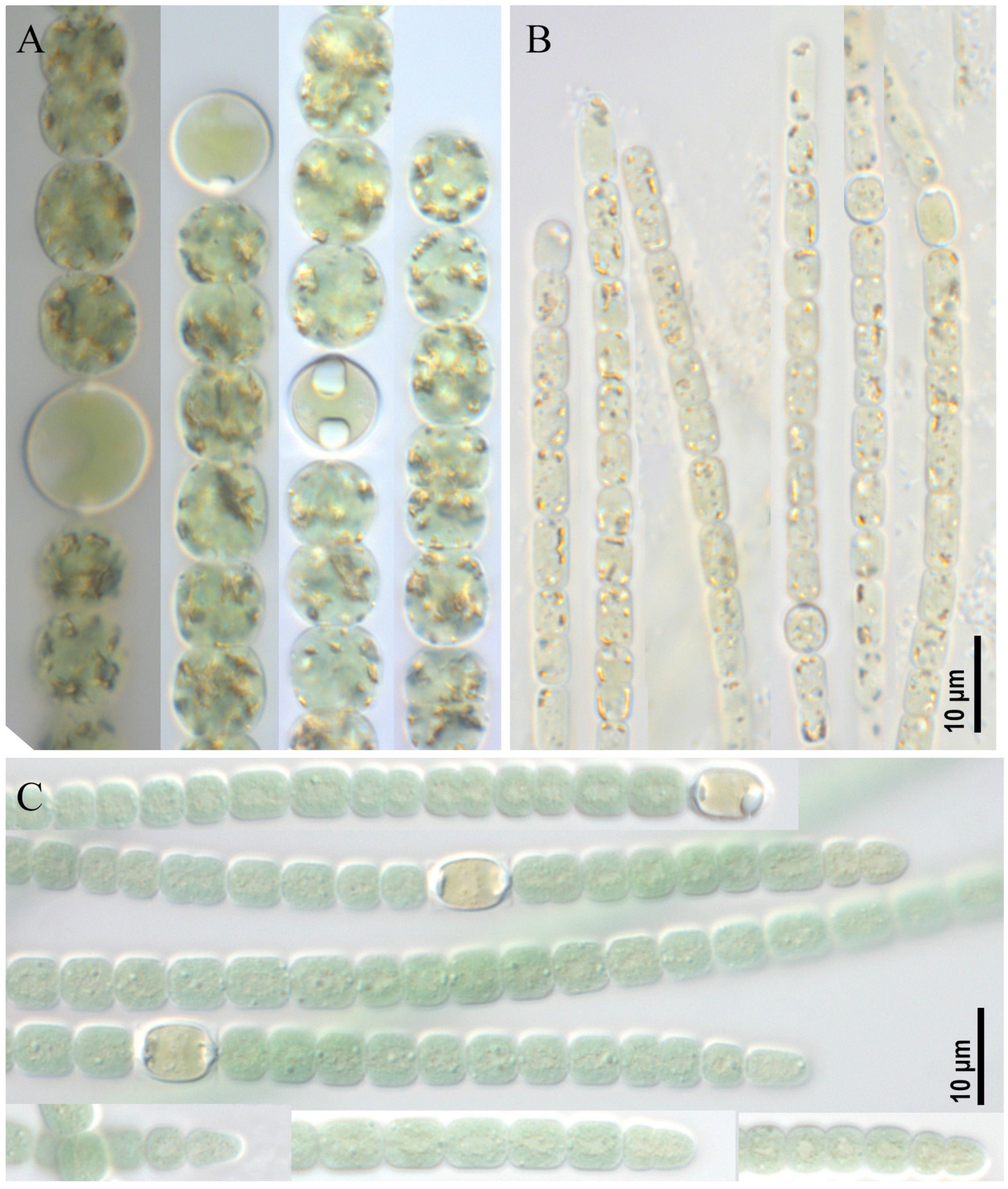 Toxins 17 00506 g001