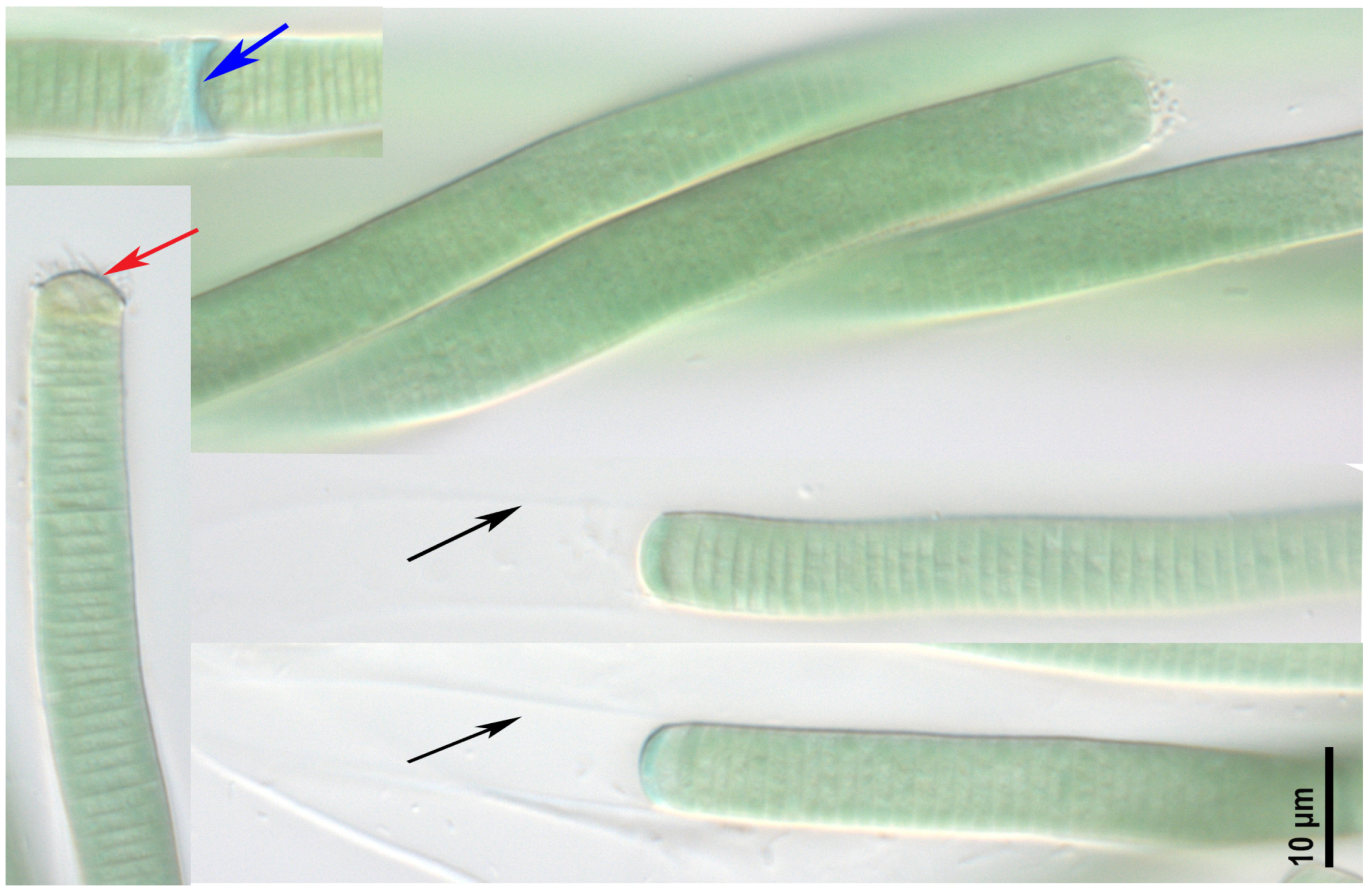 Toxins 17 00506 g002