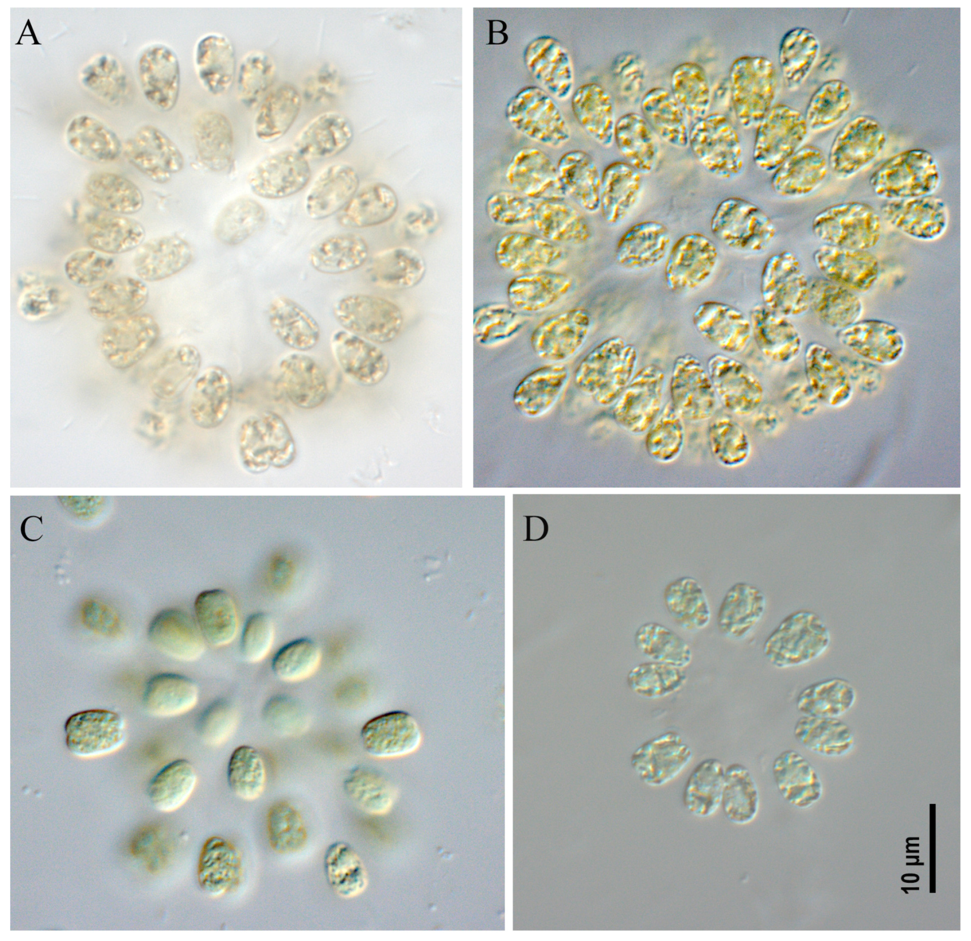 Toxins 17 00506 g003