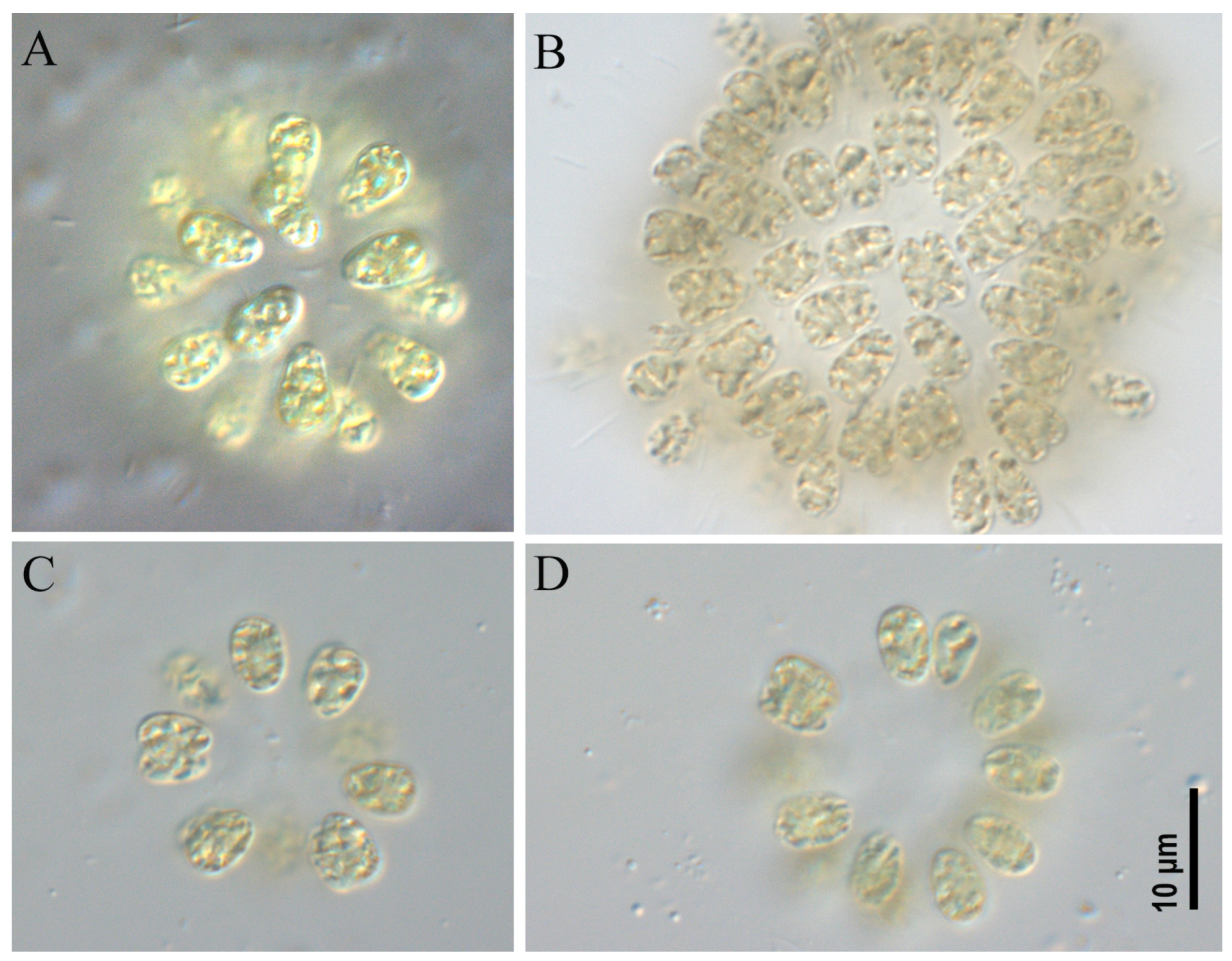 Toxins 17 00506 g004