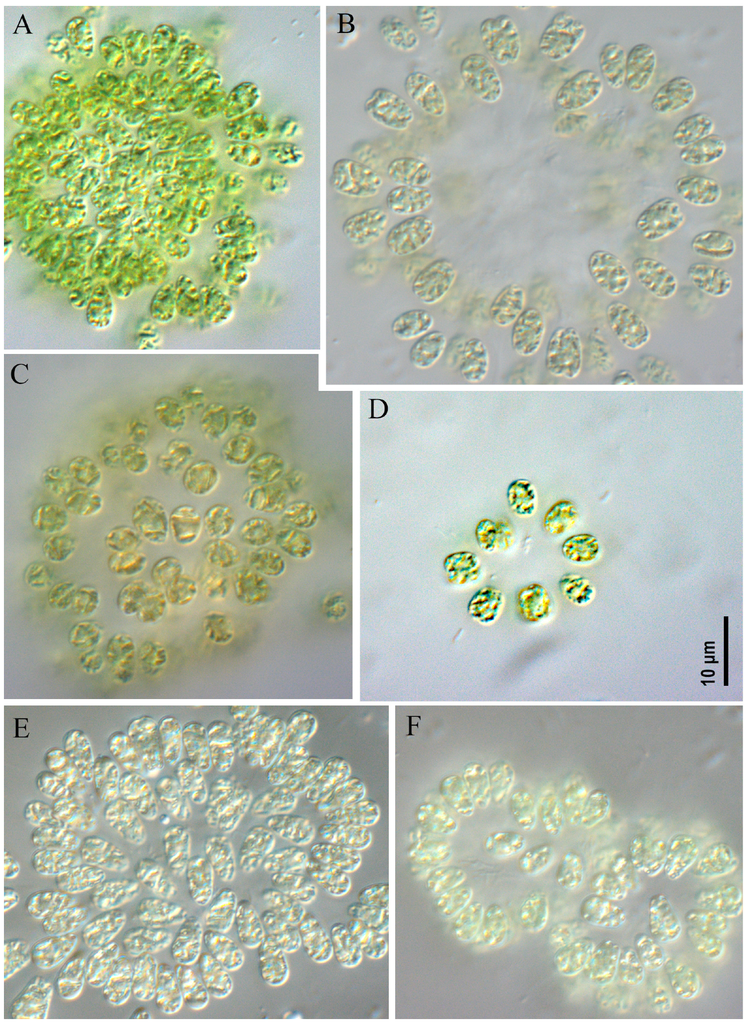 Toxins 17 00506 g005