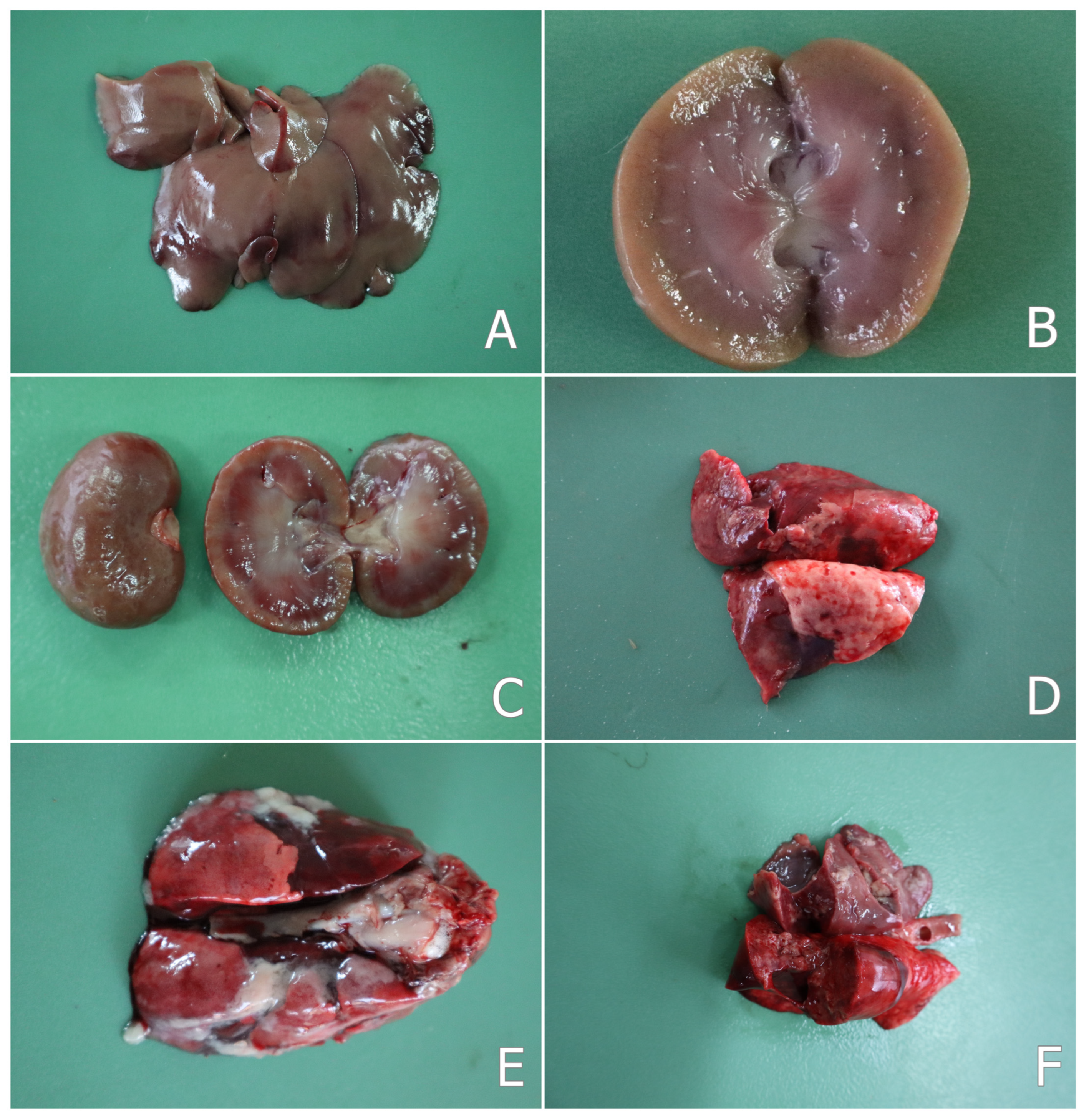Toxins 17 00507 g001 Toxins 17 00507 g001