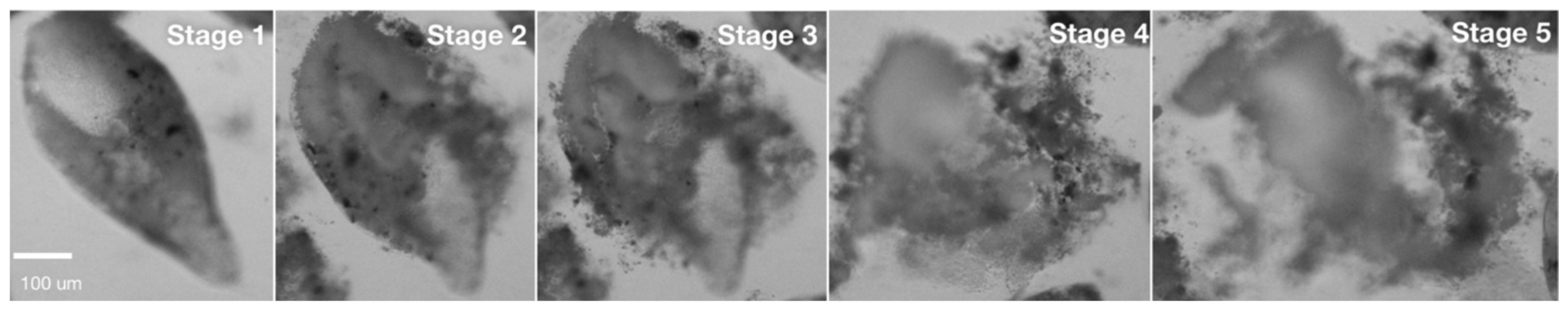 Toxins 17 00536 g004 Toxins 17 00536 g004